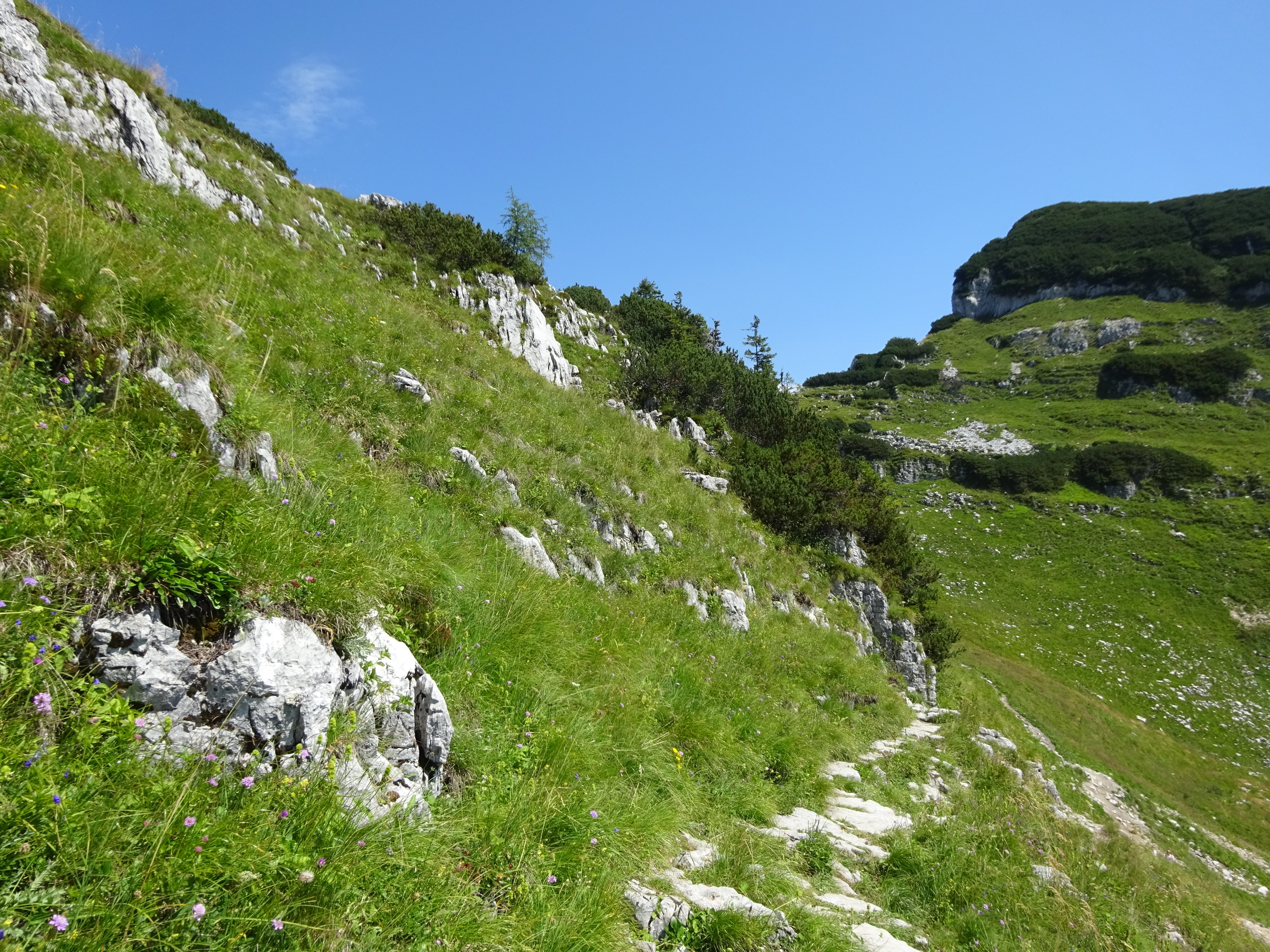 Fajgazdag magashegyi sziklagyep, Alpok (Rippl-Rónai Múzeum CC BY-NC-ND)