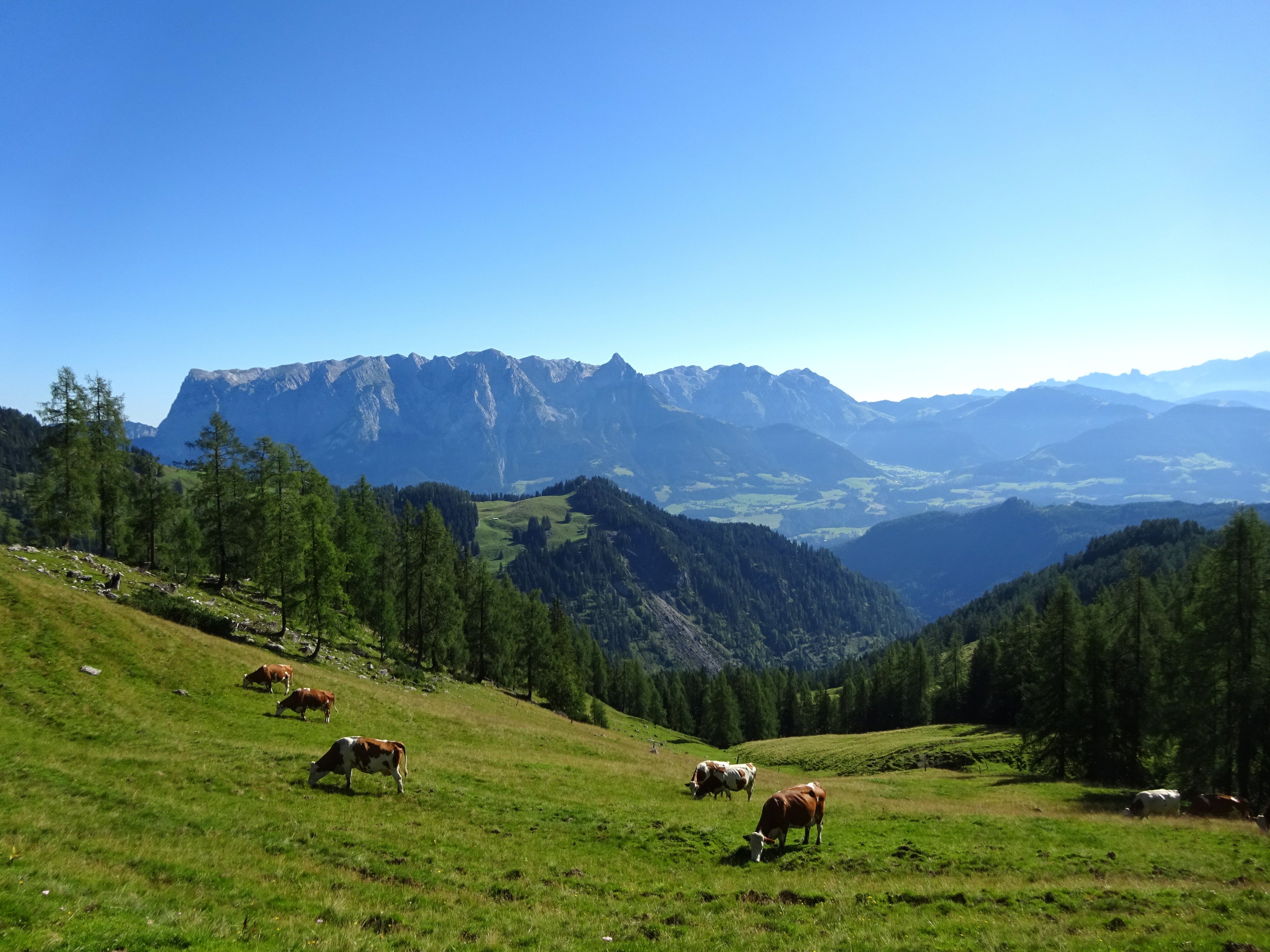 Üde magashegyi legelő, Alpok (Rippl-Rónai Múzeum CC BY-NC-ND)