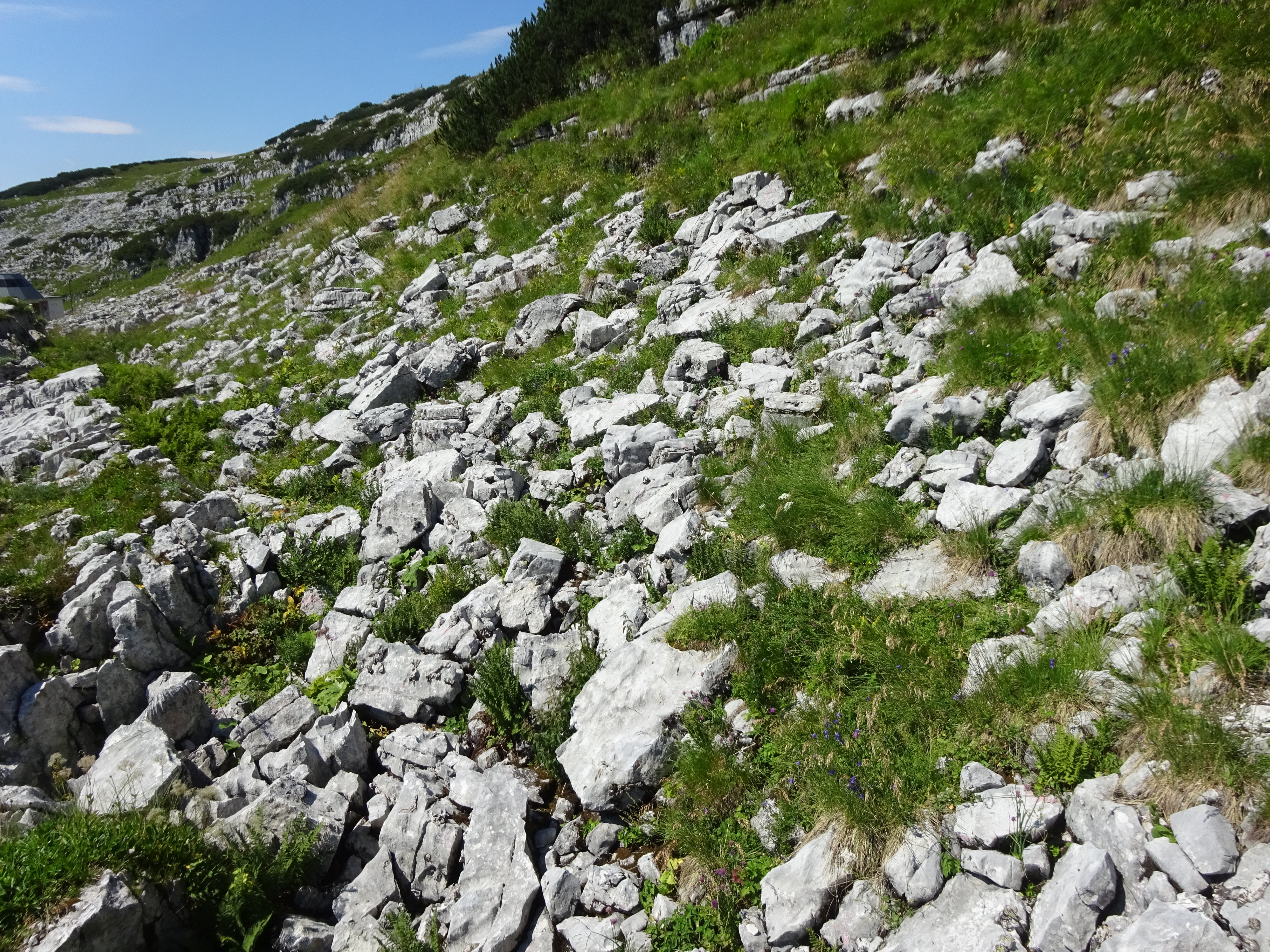 Magashegyi karsztos sziklagyep, Alpok (Rippl-Rónai Múzeum CC BY-NC-ND)
