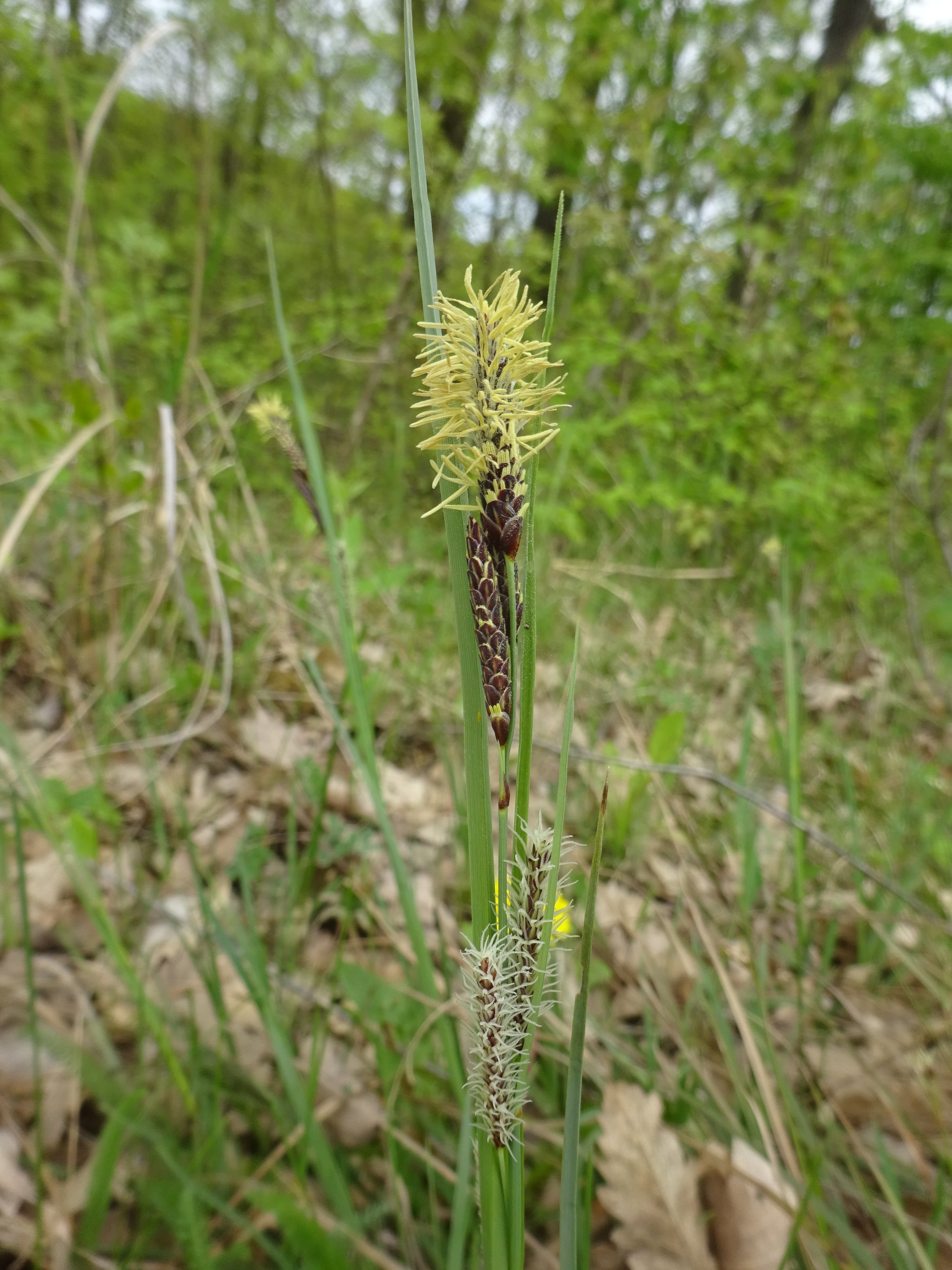 Bükksás - Carex pilosa (Rippl-Rónai Múzeum CC BY-NC-ND)