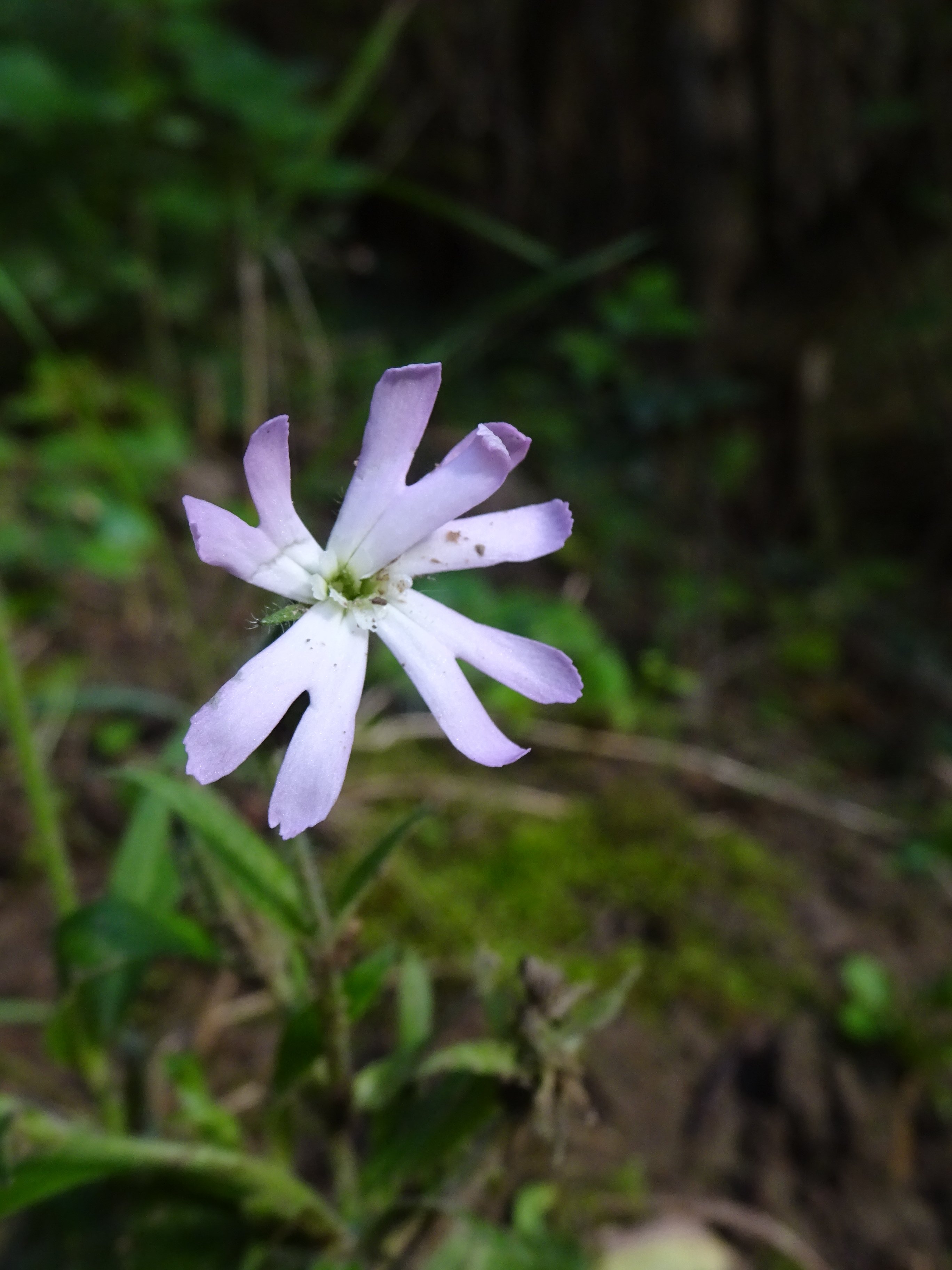 Esti mécsvirág - Silene noctiflora (Rippl-Rónai Múzeum CC BY-NC-ND)