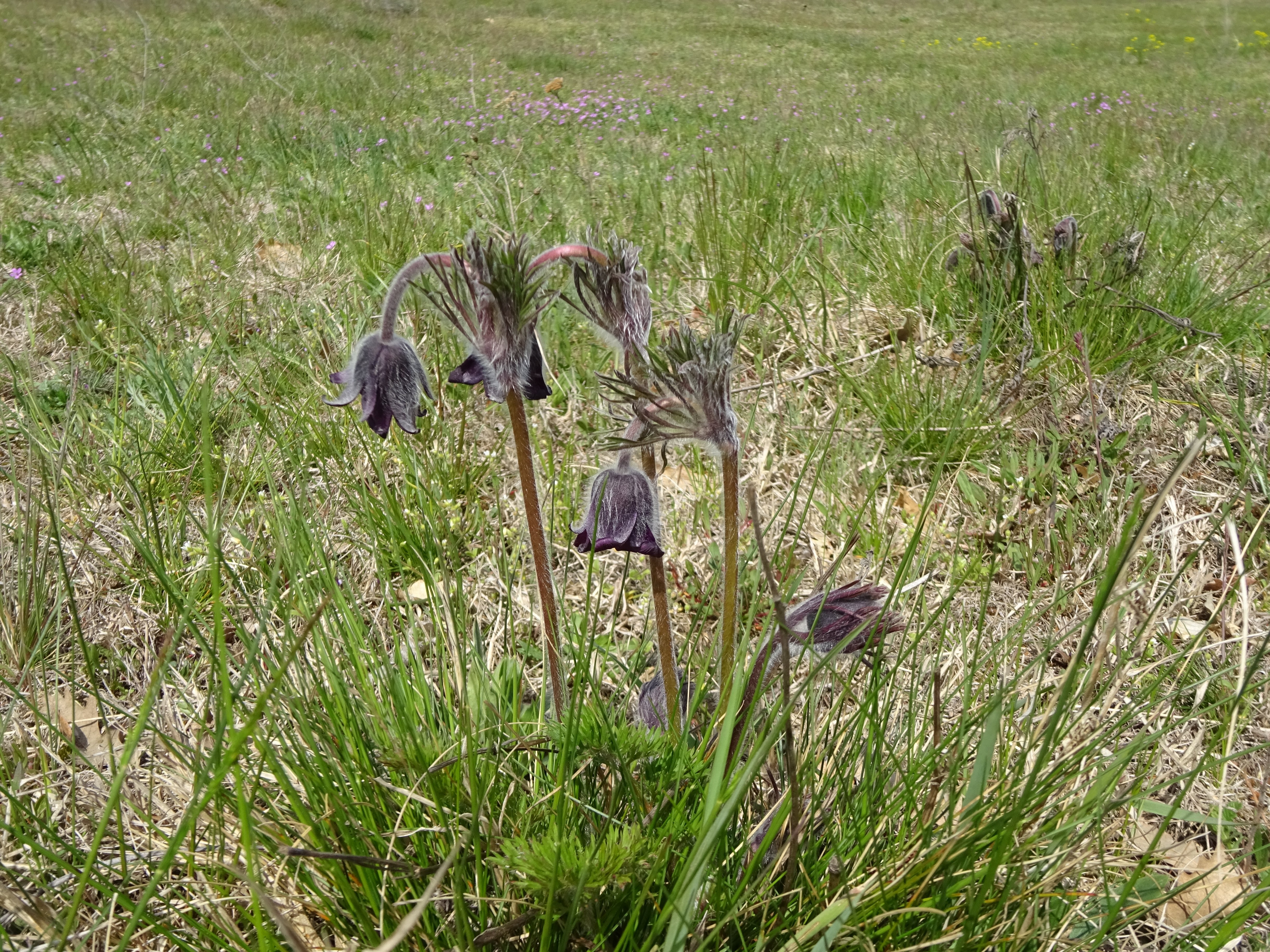 Fekete kökörcsin - Pulsatilla pratensis ssp. nigricans (Rippl-Rónai Múzeum CC BY-NC-ND)