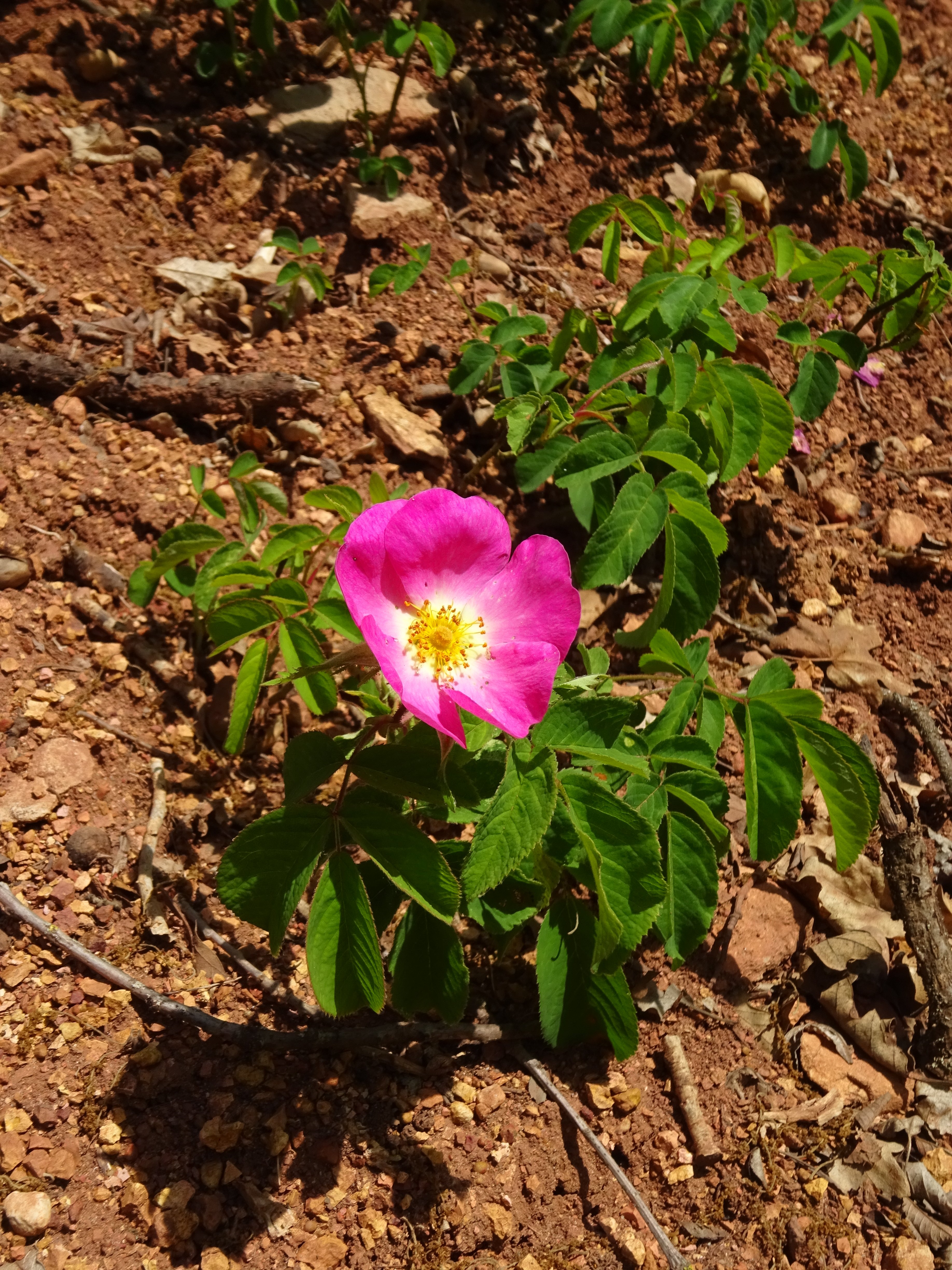 Parlagi rózsa - Rosa gallica (Rippl-Rónai Múzeum CC BY-NC-ND)