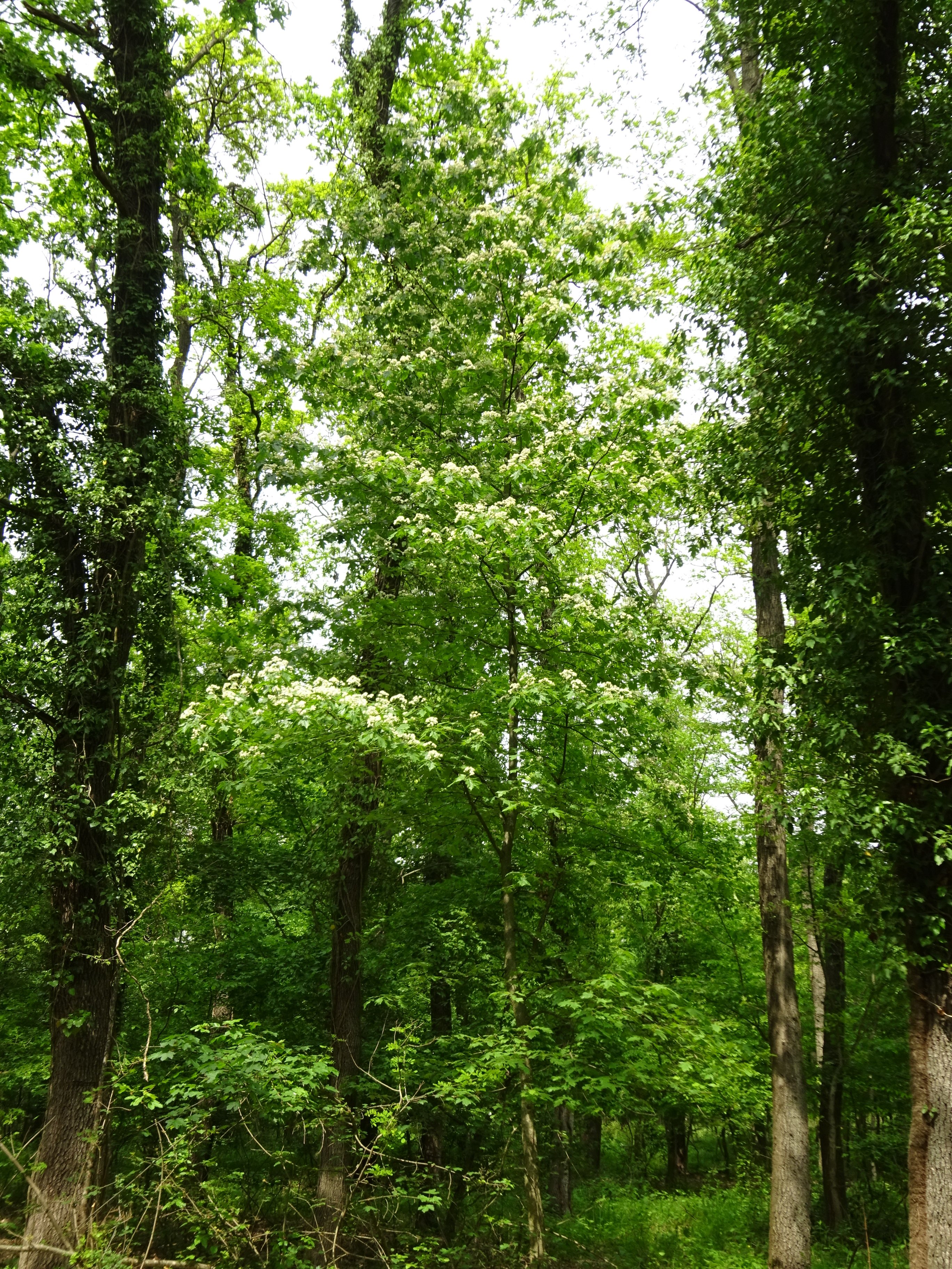 Barkócaberkenye - Sorbus torminalis (Rippl-Rónai Múzeum CC BY-NC-ND)