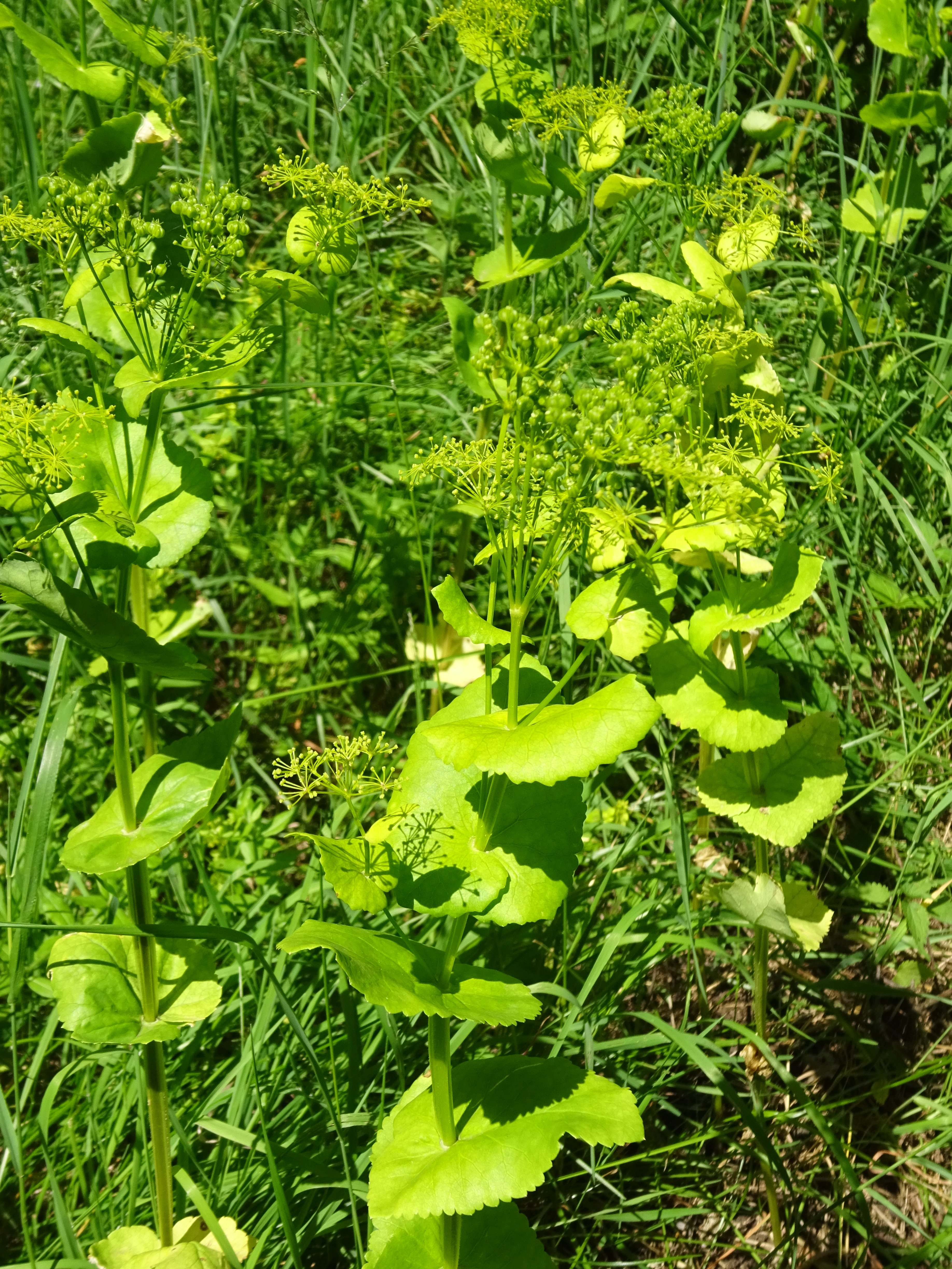 Őzsaláta - Smyrnium perfoliatum (Rippl-Rónai Múzeum CC BY-NC-ND)