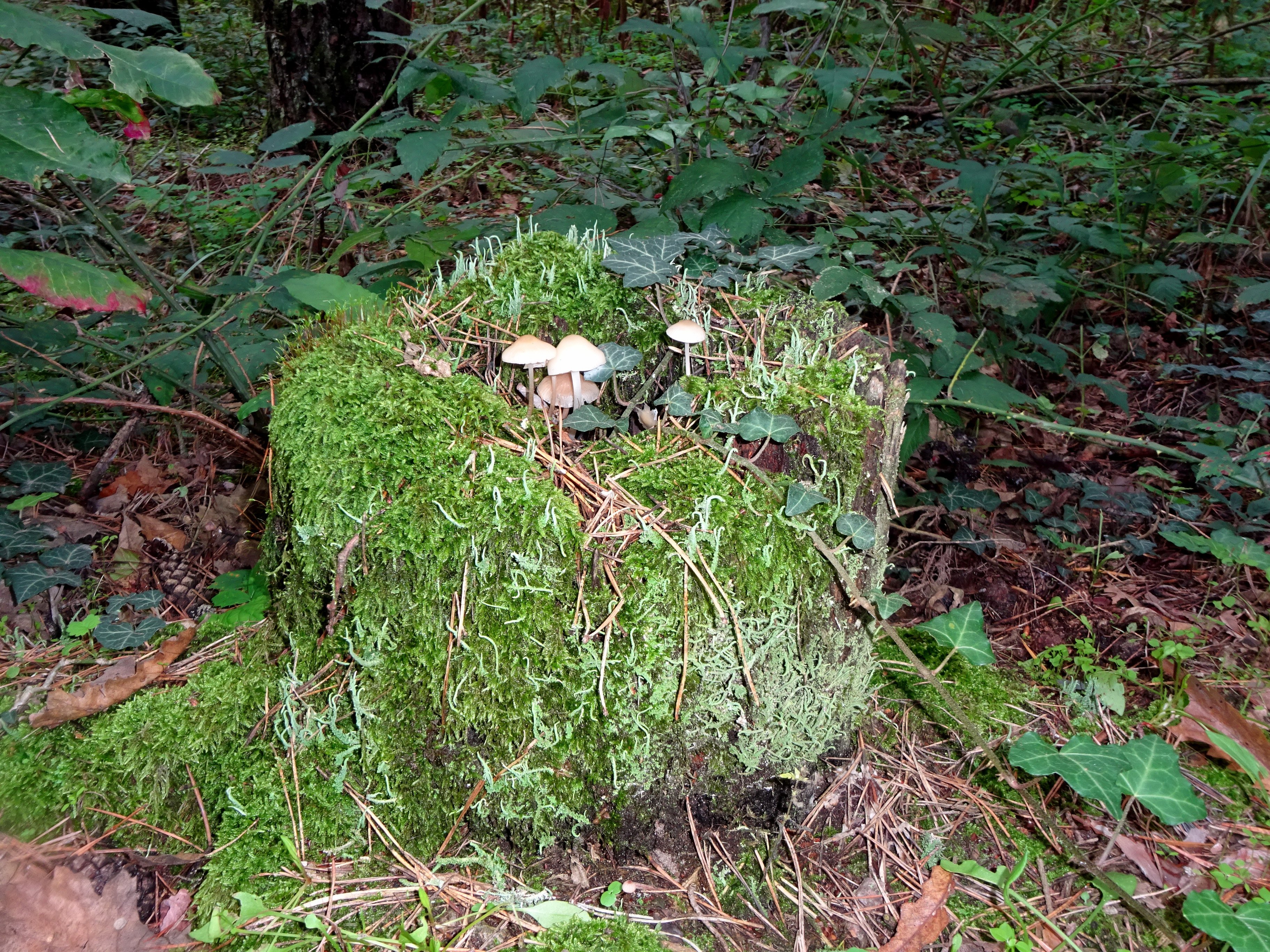 Gombák, mohák, zuzmók közössége korhadó fatuskón (Rippl-Rónai Múzeum CC BY-NC-ND)
