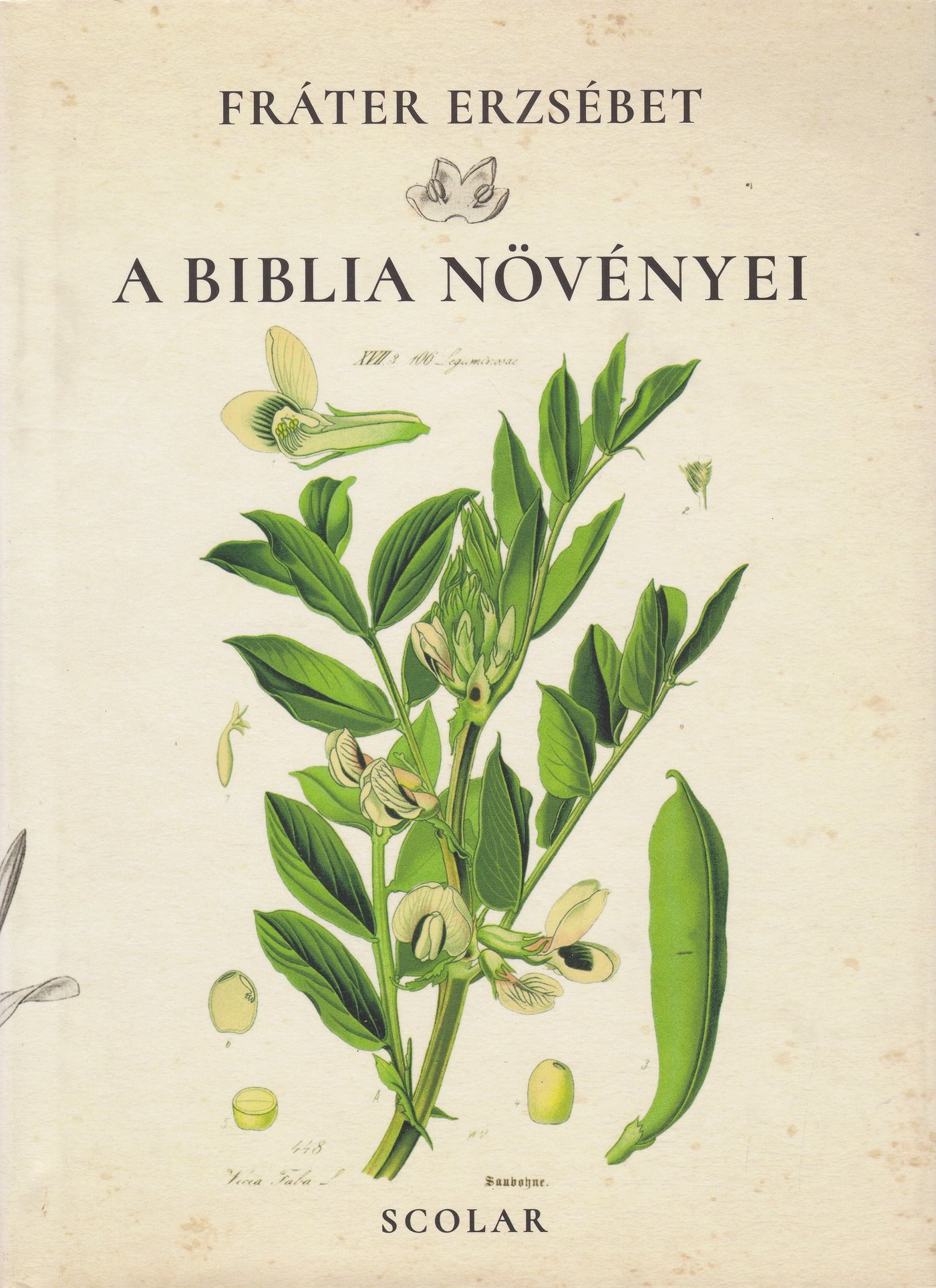 Fráter Erzsébet: A Biblia növényei (Rippl-Rónai Múzeum CC BY-NC-ND)