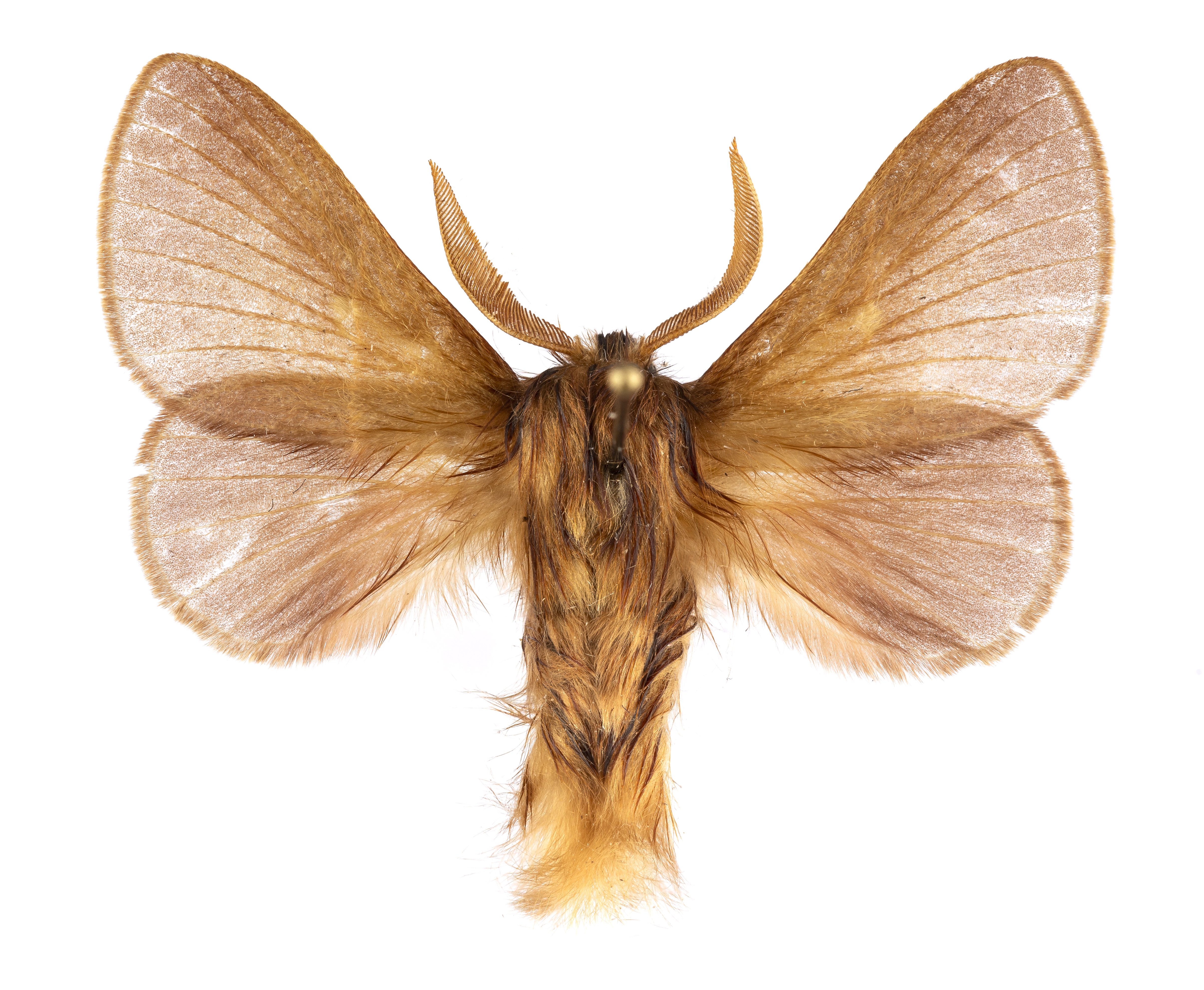 Vörhenyes gyapjasszövő - Eriogaster rimicola (Rippl-Rónai Múzeum CC BY-NC-ND)