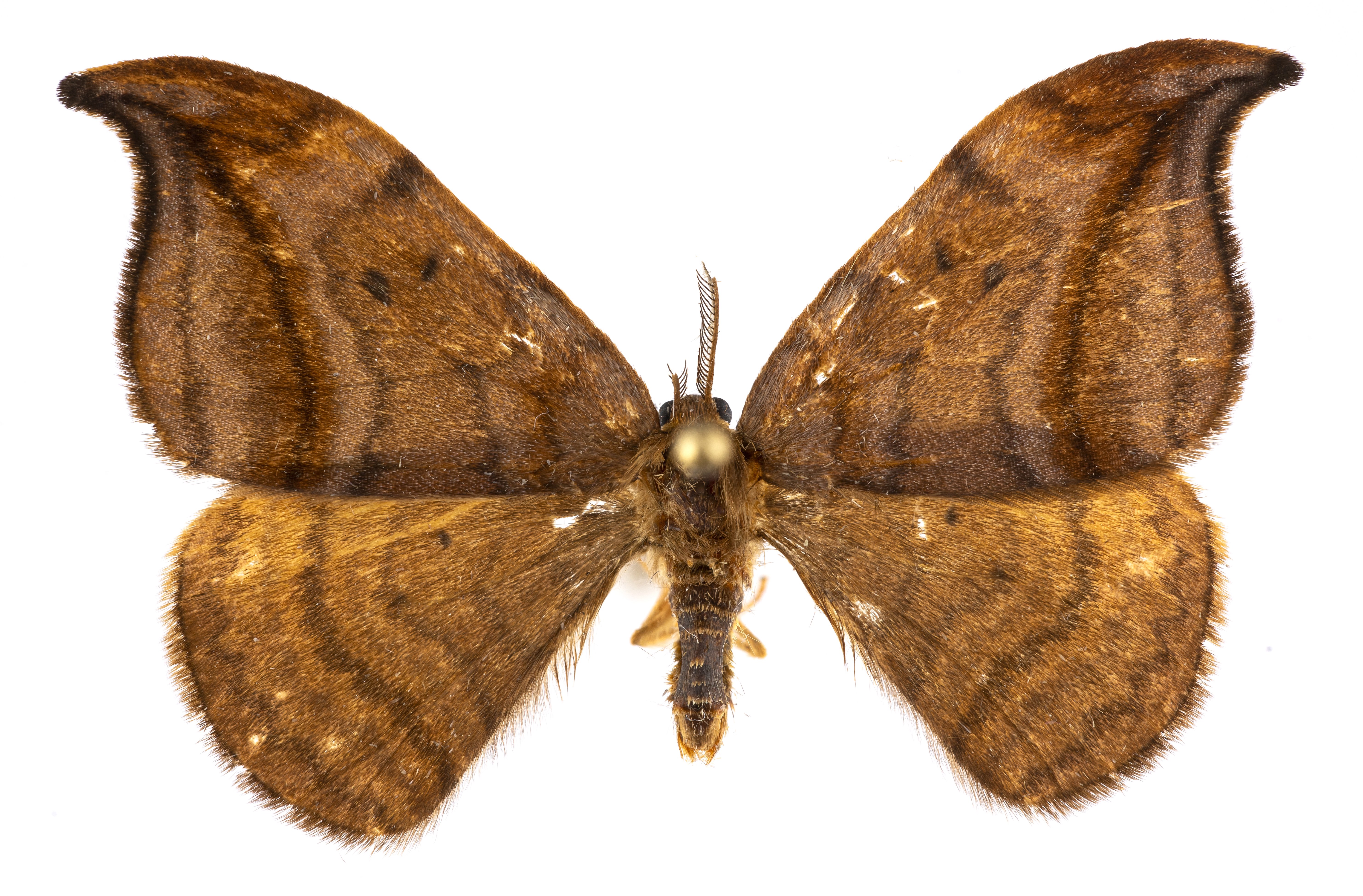 Égerfa-sarlósszövő - Drepana curvatula (Rippl-Rónai Múzeum CC BY-NC-ND)