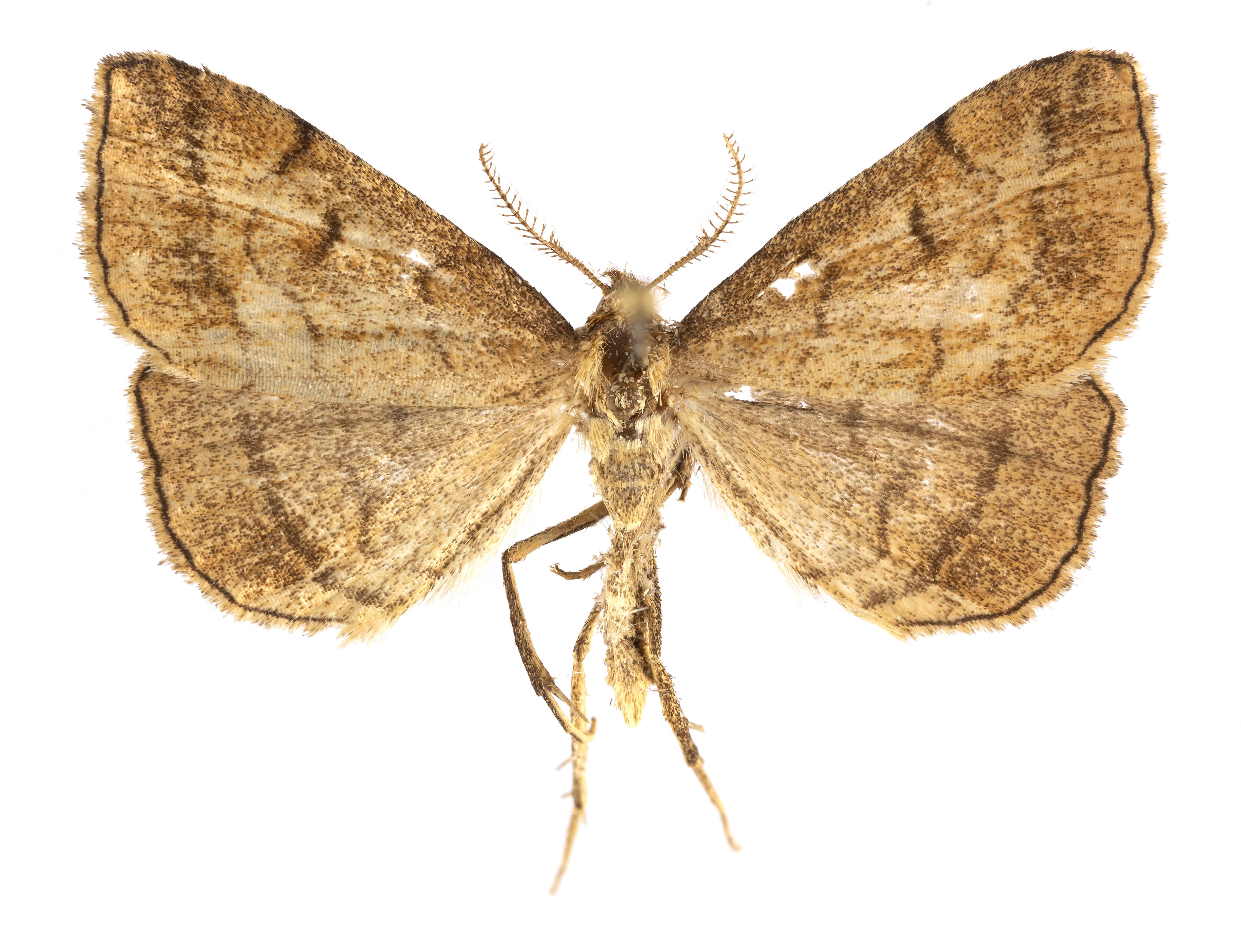 Láperdei karcsúbagoly - Polypogon gryphalis (Rippl-Rónai Múzeum CC BY-NC-ND)