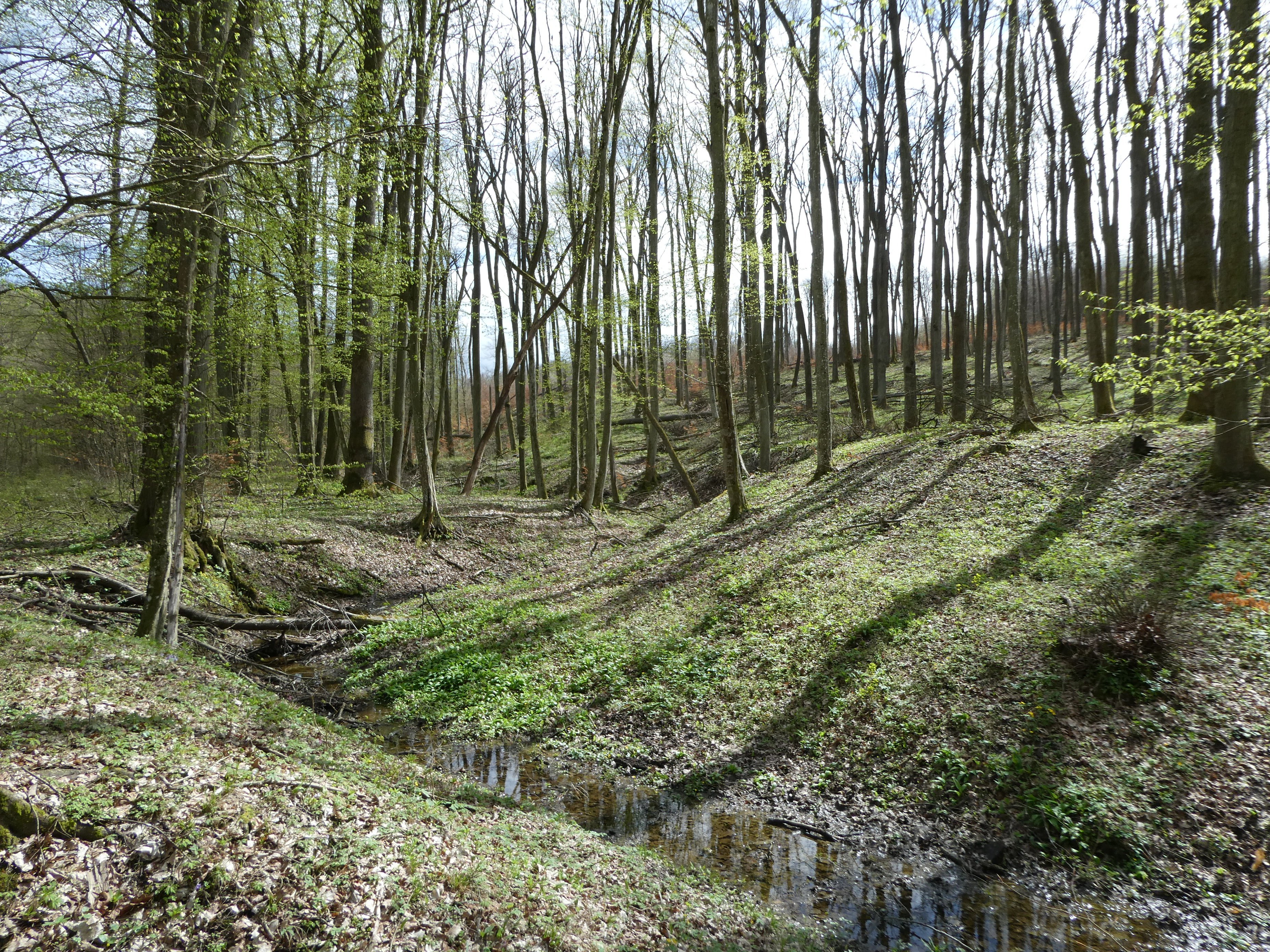 Üde lomberdei patakvölgy, Zselic, Ropolyi-erdő (Rippl-Rónai Múzeum CC BY-NC-ND)