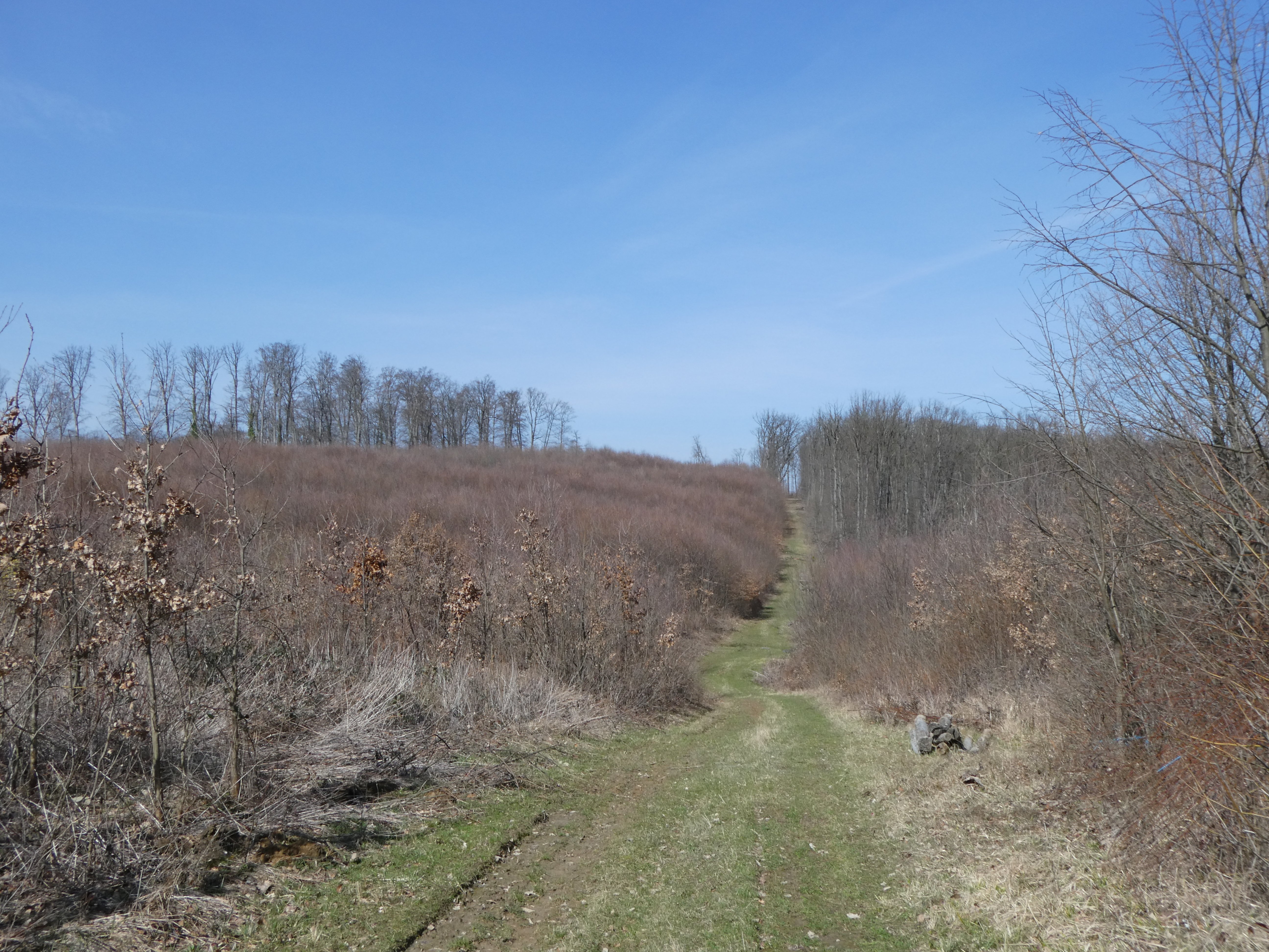 Tarvágásos erdőgazdálkodásra jellemző kora tavaszi erdőkép, Zselic, Sasrét (Rippl-Rónai Múzeum CC BY-NC-ND)