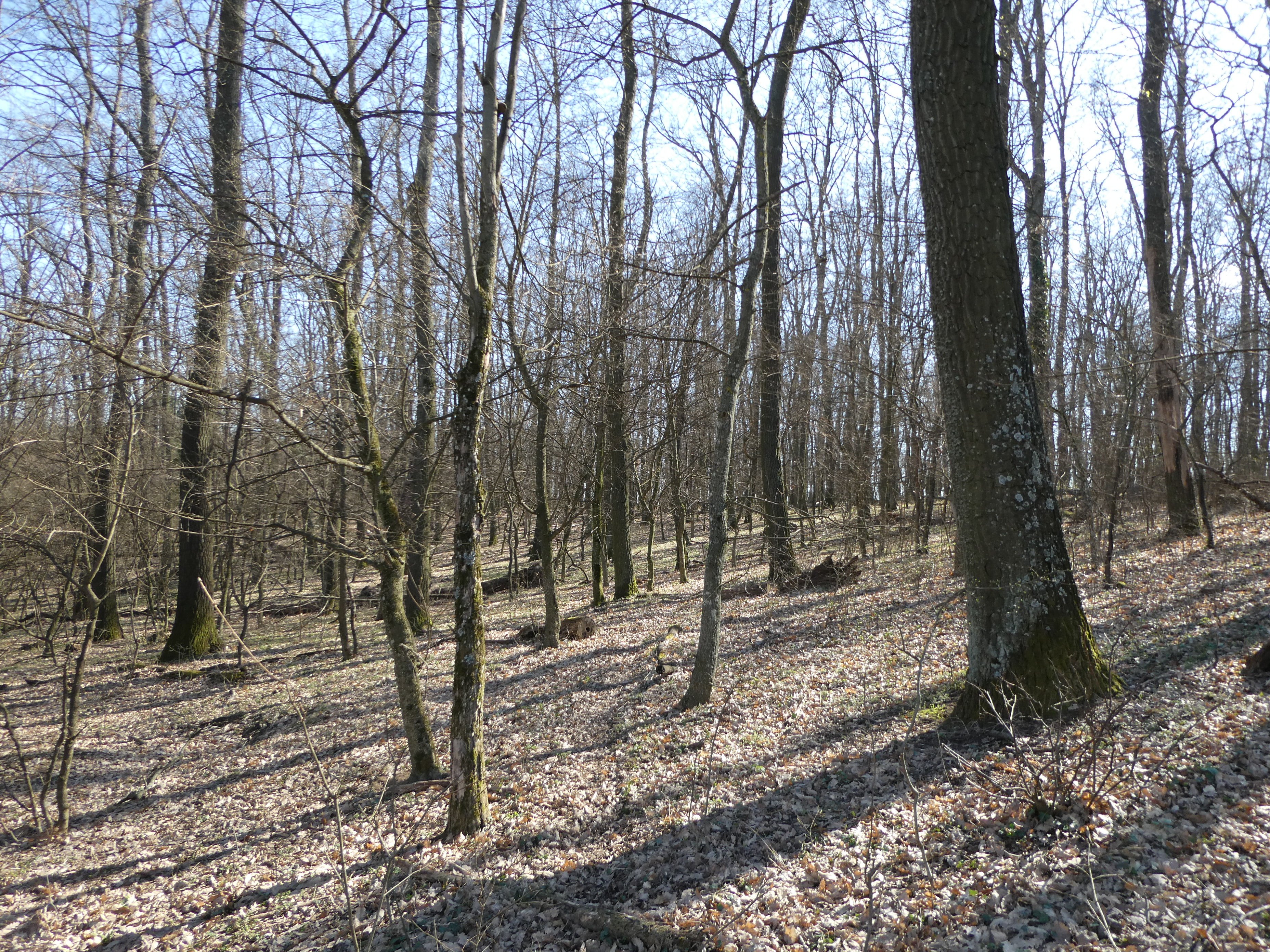 Dombvidéki gyertyános-tölgyes maradványerdő, Külső-Somogy (Rippl-Rónai Múzeum CC BY-NC-ND)