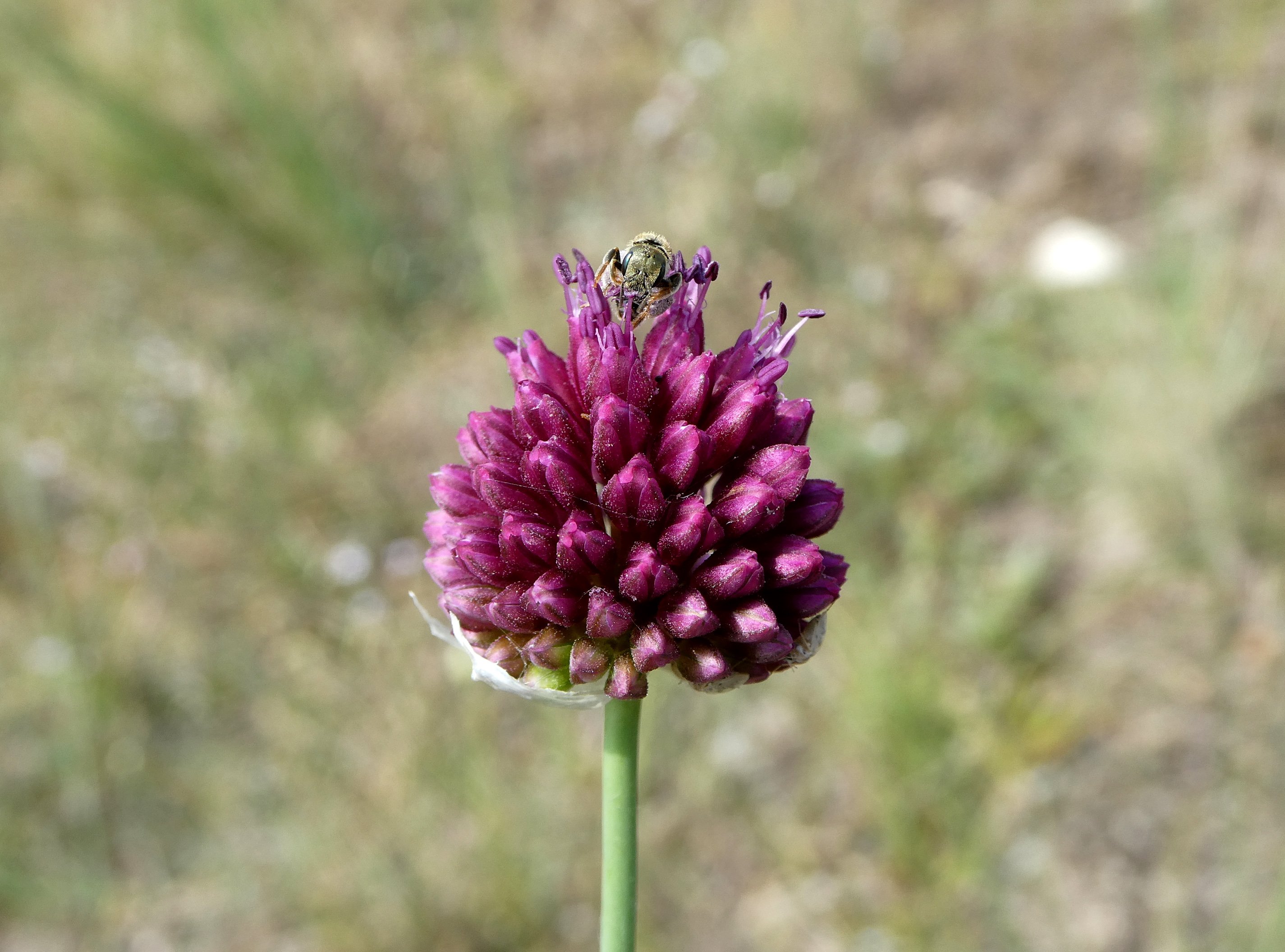 Bunkós hagyma - Allium sphaerocephalon (Rippl-Rónai Múzeum CC BY-NC-ND)