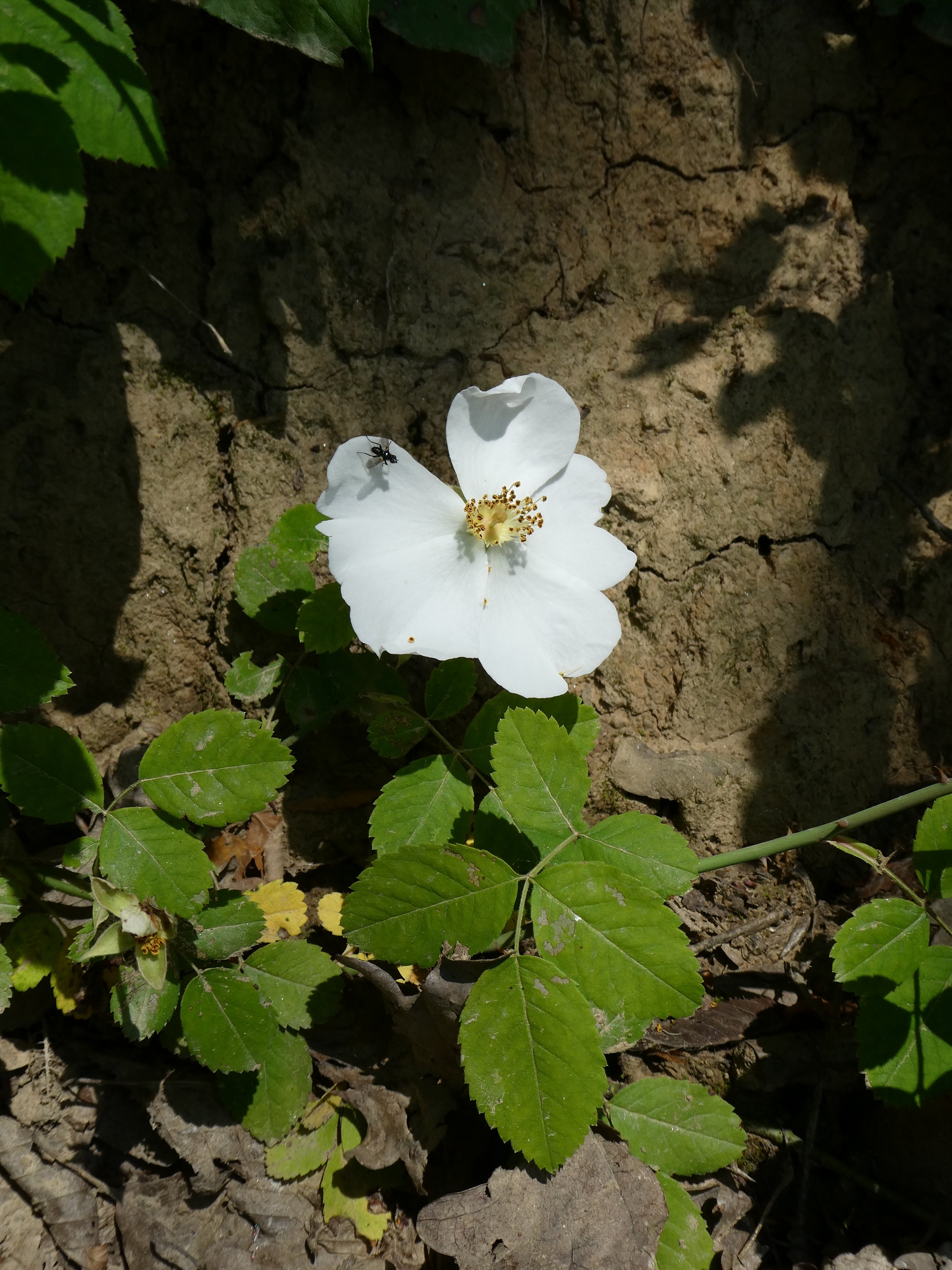 Erdei rózsa - Rosa arvensis (Rippl-Rónai Múzeum CC BY-NC-ND)