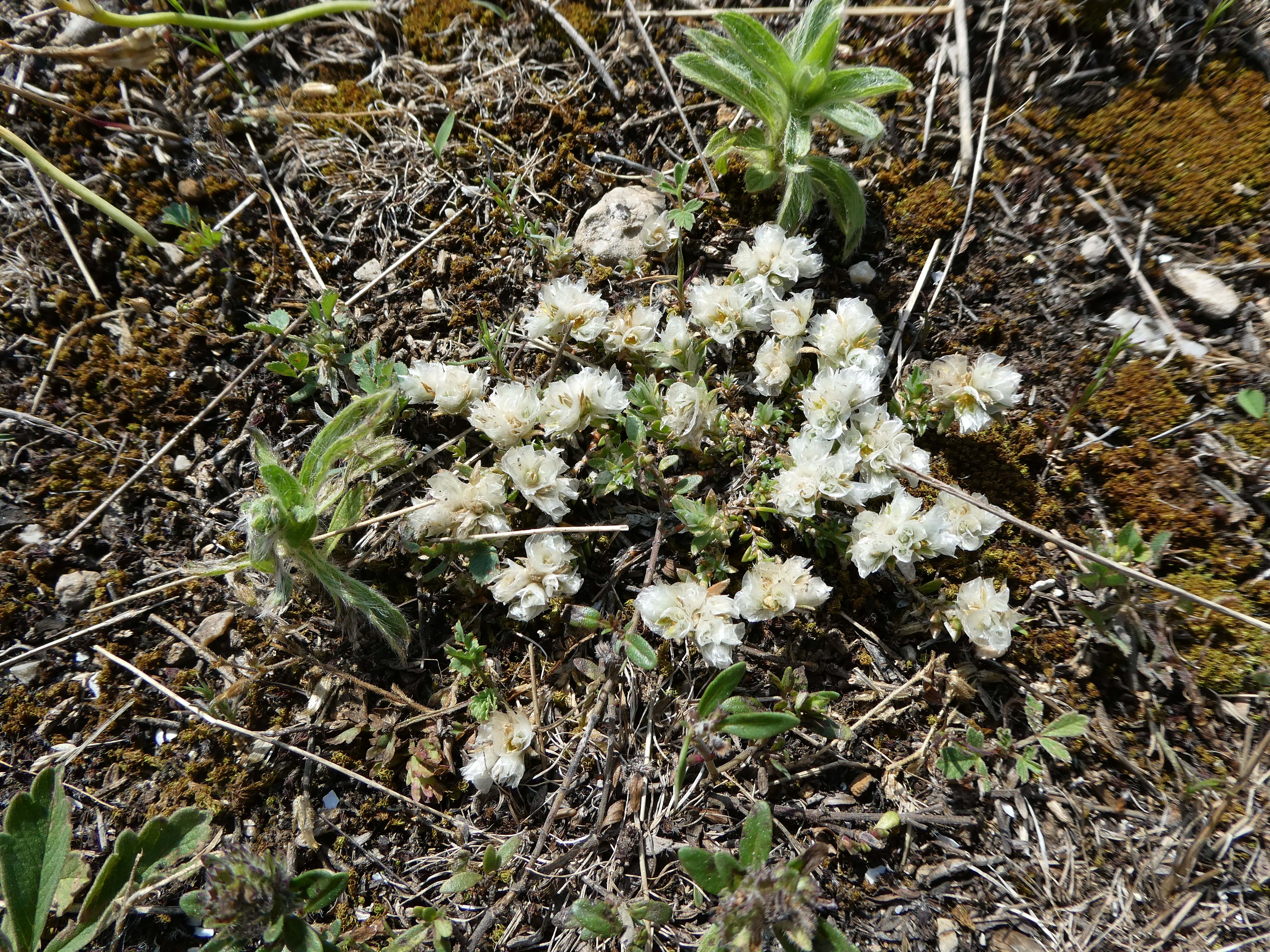 Ezüstvirág - Paronychia cephalotes (Rippl-Rónai Múzeum CC BY-NC-ND)