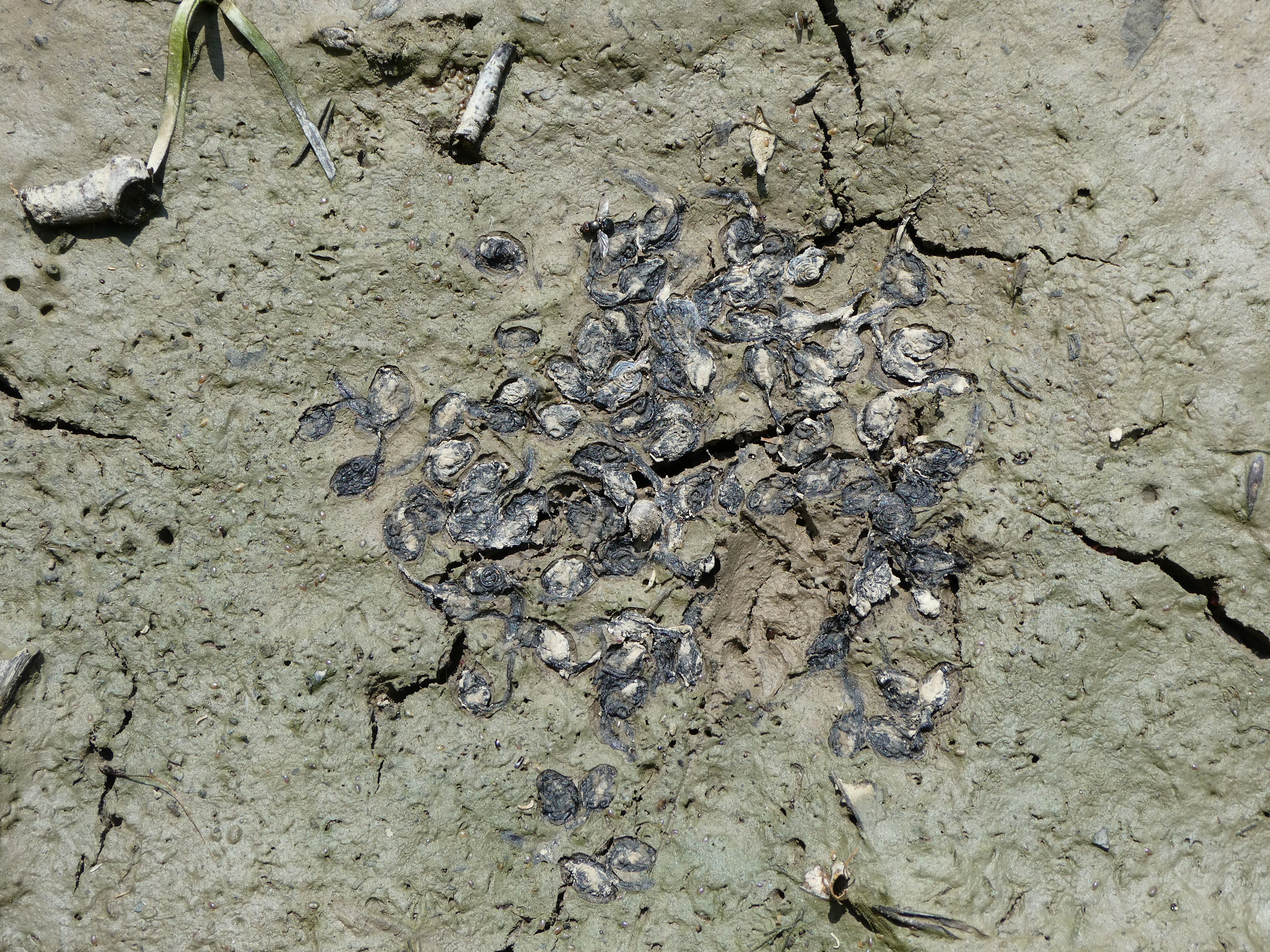 Tömeges ebihalpusztulás (Rippl-Rónai Múzeum CC BY-NC-ND)
