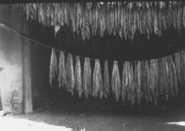Dohánypajta száradó dohánylevéllel (Rippl-Rónai Múzeum RR-F)
