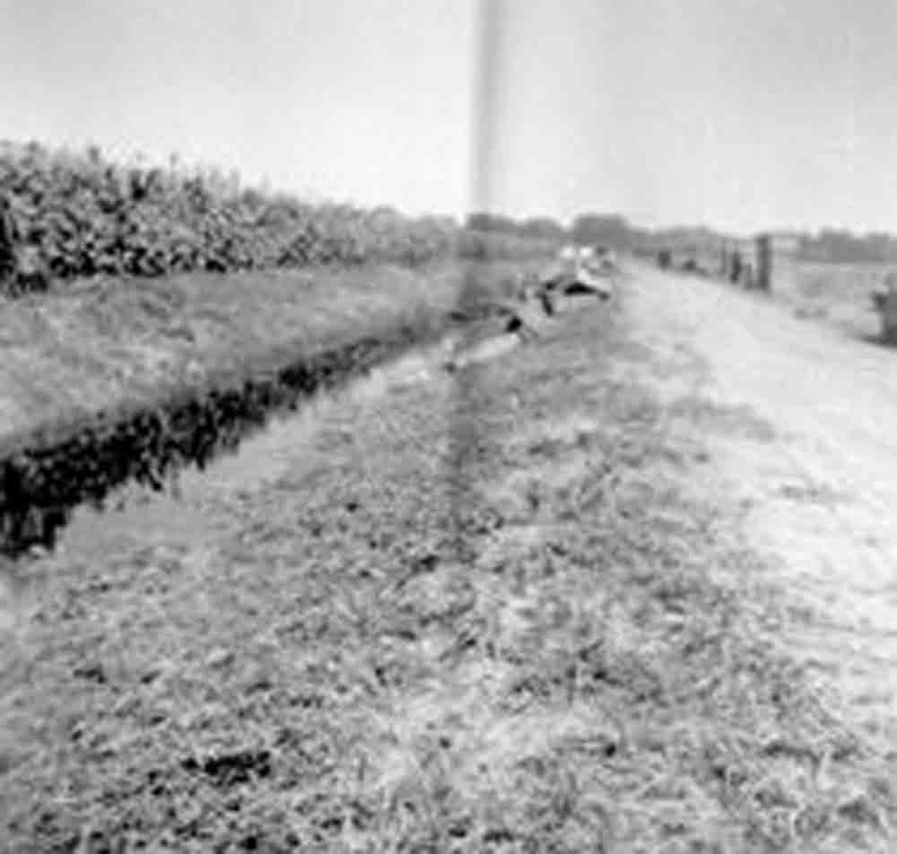 Óriásnövésű kukoricák a belvízcsatornák partján (Rippl-Rónai Múzeum RR-F)