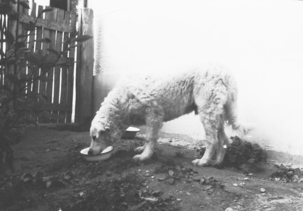 A gyűjtemény fajtiszta kuvasz kutyája (Rippl-Rónai Múzeum RR-F)