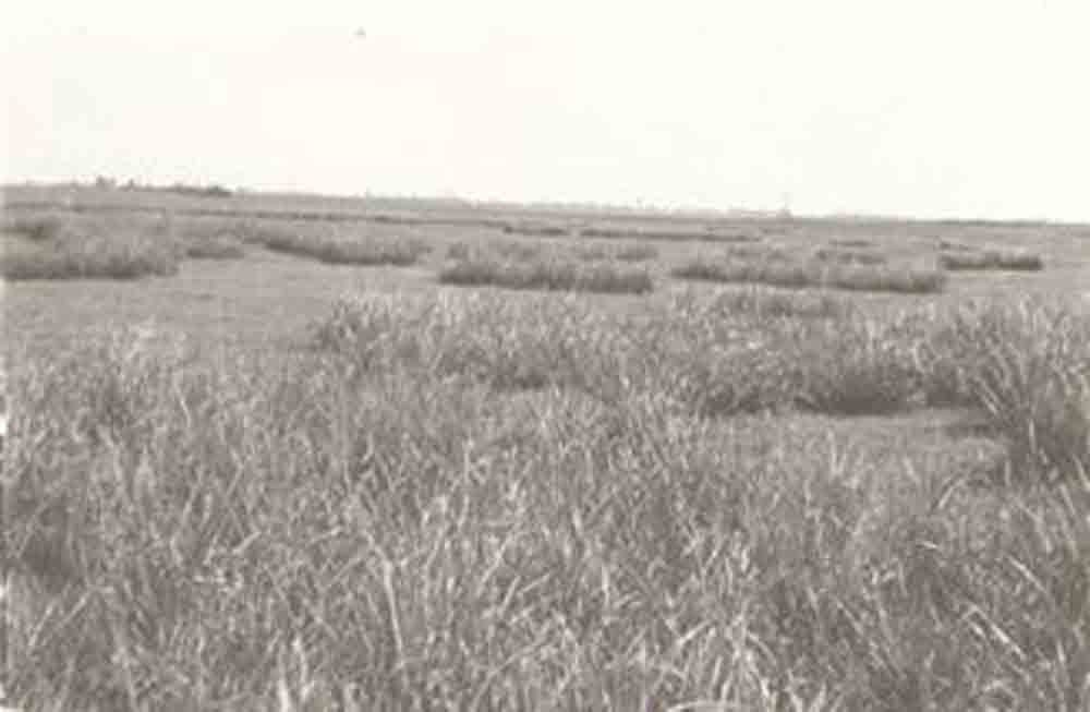Bivalysásos berki legelő (Rippl-Rónai Múzeum RR-F)