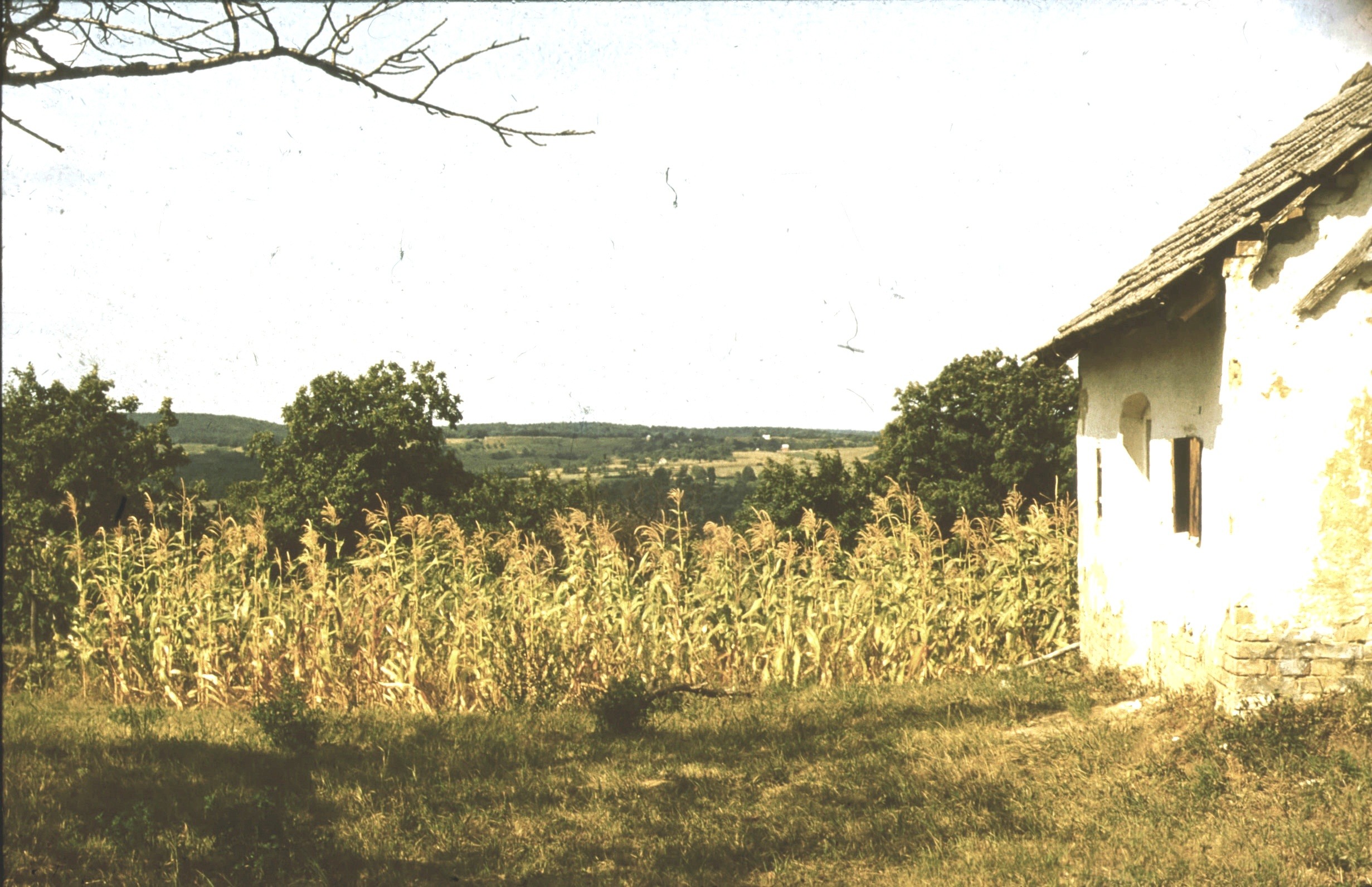 Kukoricás a pince mellett (Rippl-Rónai Múzeum RR-F)