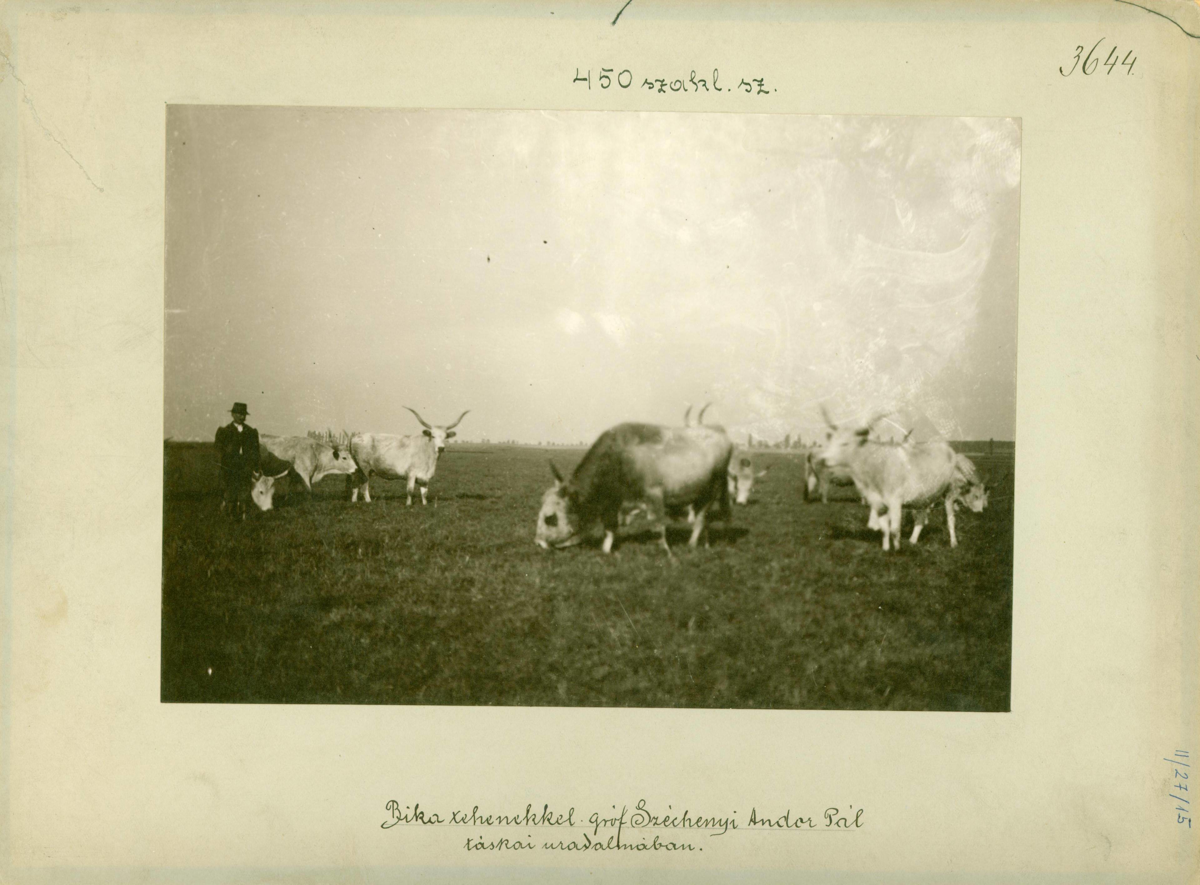 Bika tehenekkel gróf Széchenyi A. Pál táskai uradalmában (Rippl-Rónai Múzeum RR-F)