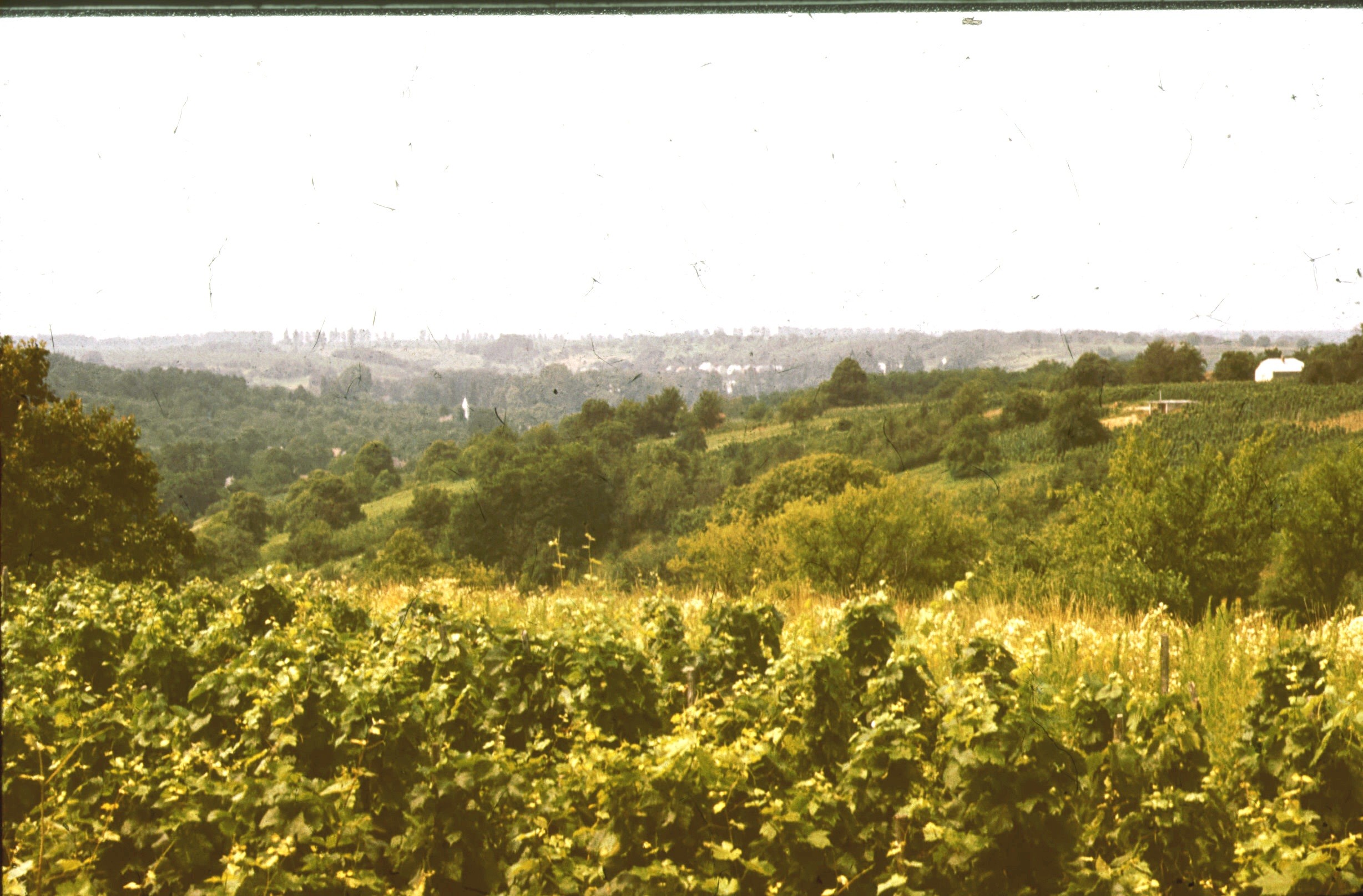 Kilátás a szőlőhegyről DK-re a Bucsai hegy felé (Rippl-Rónai Múzeum RR-F)