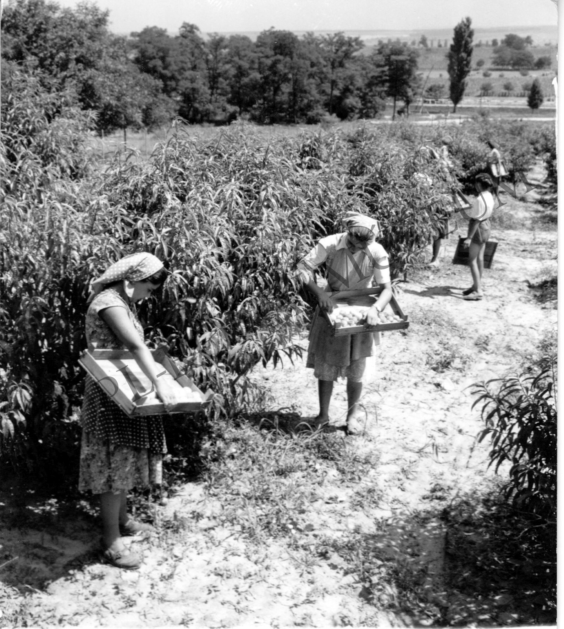 A balatonboglári Állami Gazdaság gyümölcsösében szüretelik az őszibarackot (Rippl-Rónai Múzeum CC BY-NC-SA)