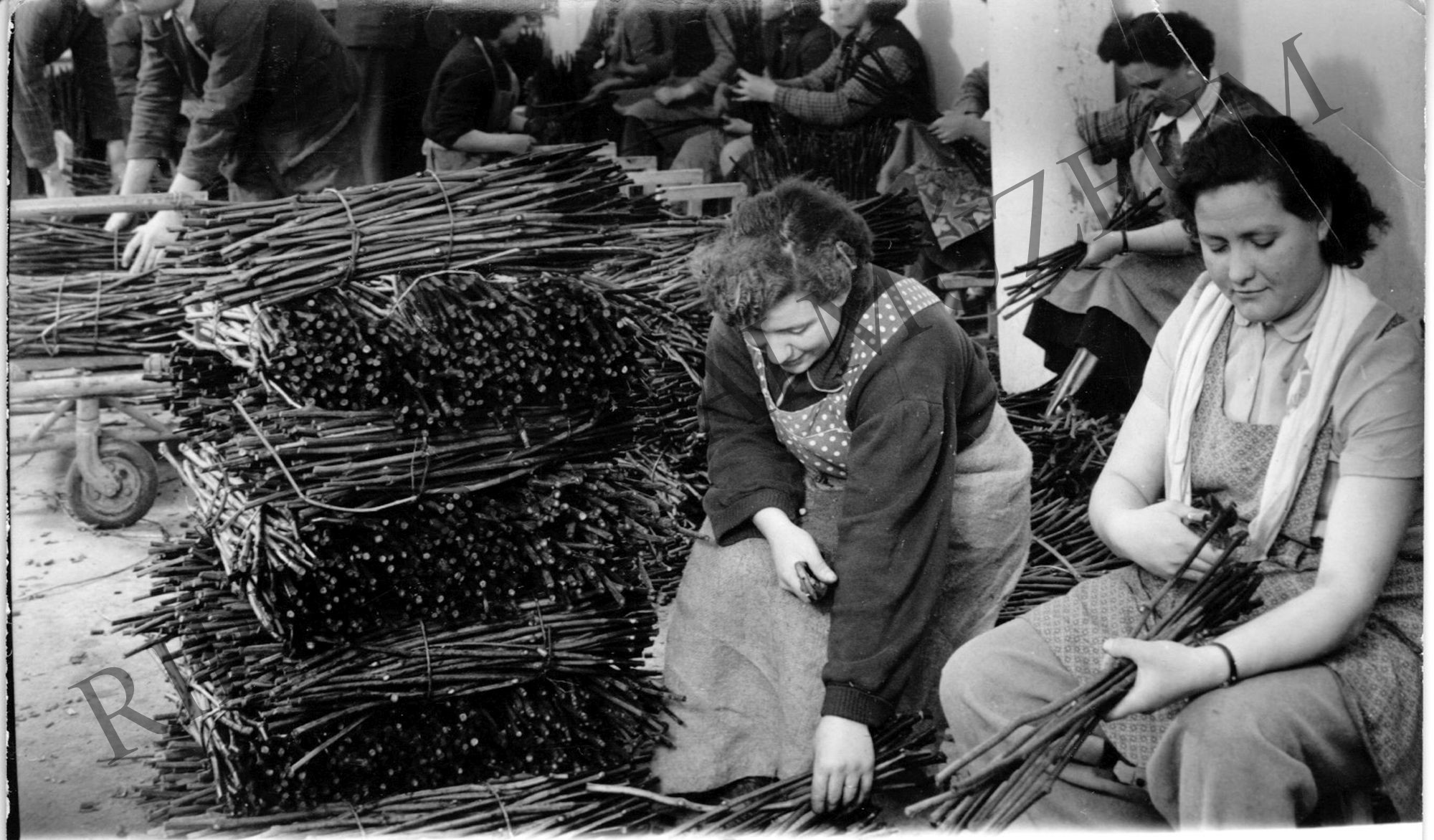 A balatonboglári Állami Gazdaság szőlővesszőtelepén előkészítik a vesszőket (Rippl-Rónai Múzeum CC BY-NC-SA)