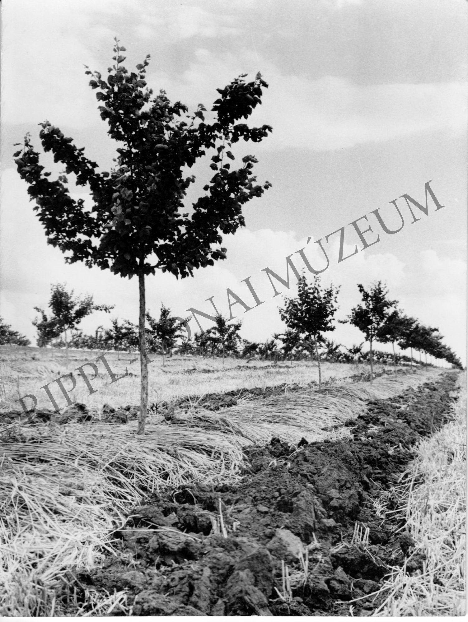 A balatonújhelyi ÁG fiatal telepítésű gyümölcsöse (Rippl-Rónai Múzeum CC BY-NC-SA)