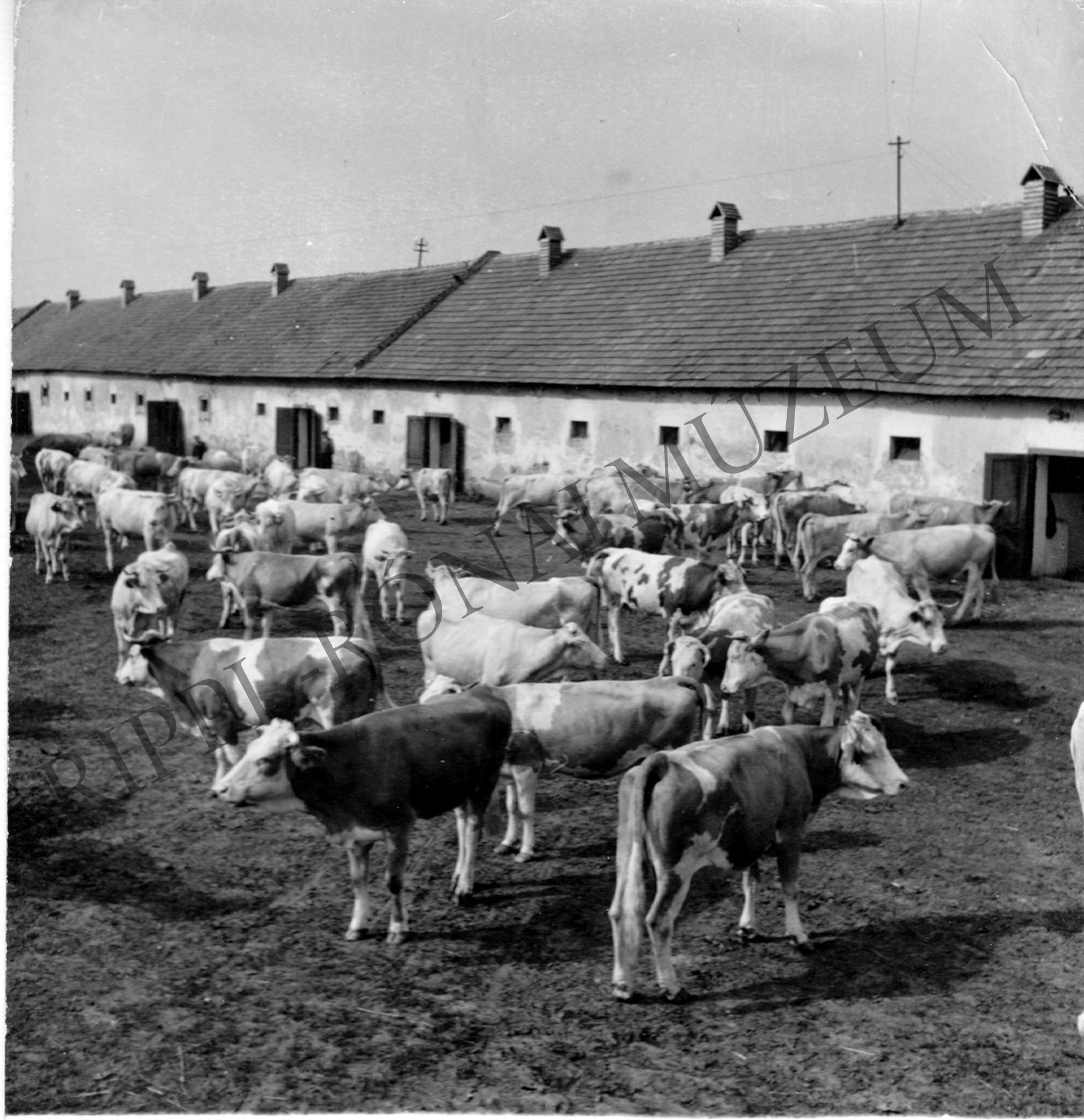 A barcsi Vörös Csillag Tsz nyolcvan fejős tehene (Rippl-Rónai Múzeum CC BY-NC-SA)