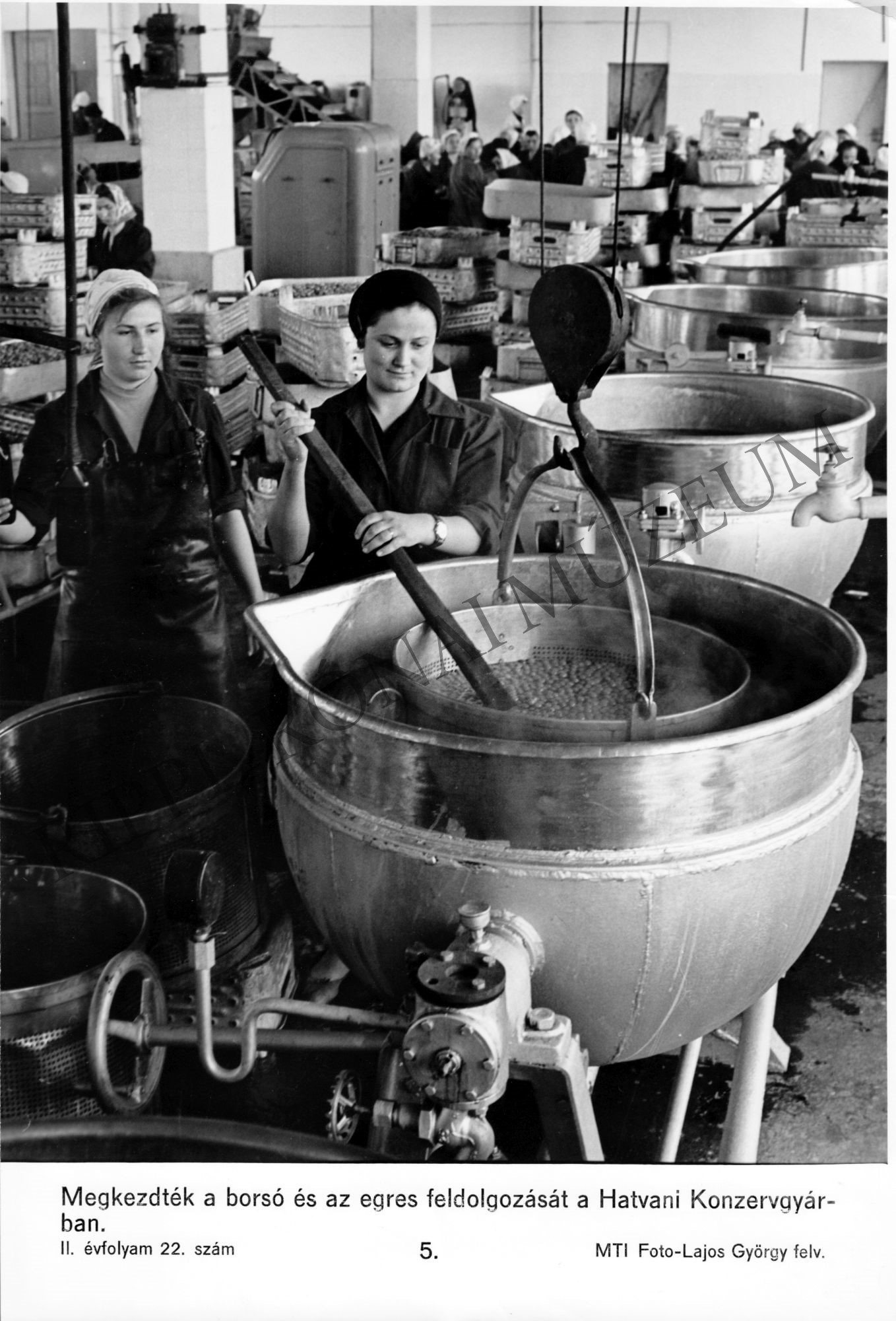 A hatvani konzervgyárban megkezdték a borsó és az egres feldolgozását (Rippl-Rónai Múzeum CC BY-NC-SA)