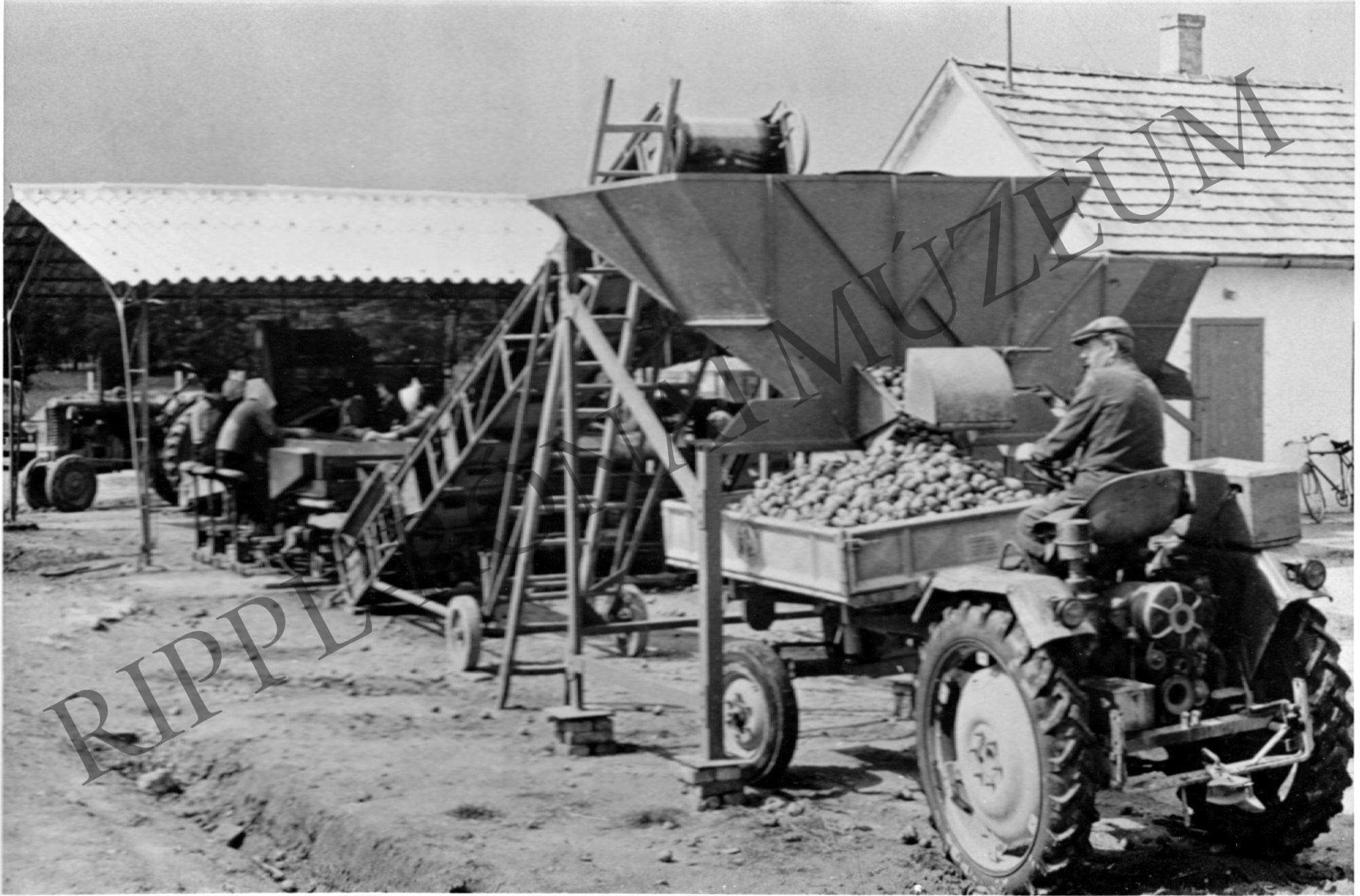 A lábodi Állami Gazdaság NDK burgonyaosztályozó és -válogató gépe működés közben. (Rippl-Rónai Múzeum CC BY-NC-SA)