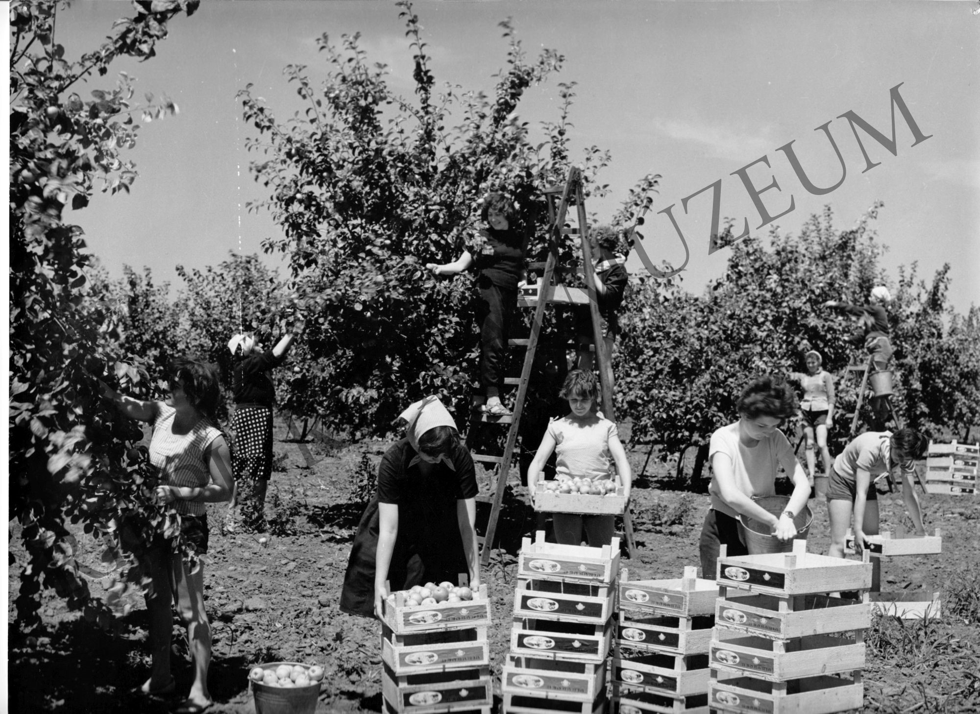 A Mezőhegyesi ÁG. gyümölcsösében exportra készítik elő a koranyári almát (Rippl-Rónai Múzeum CC BY-NC-SA)