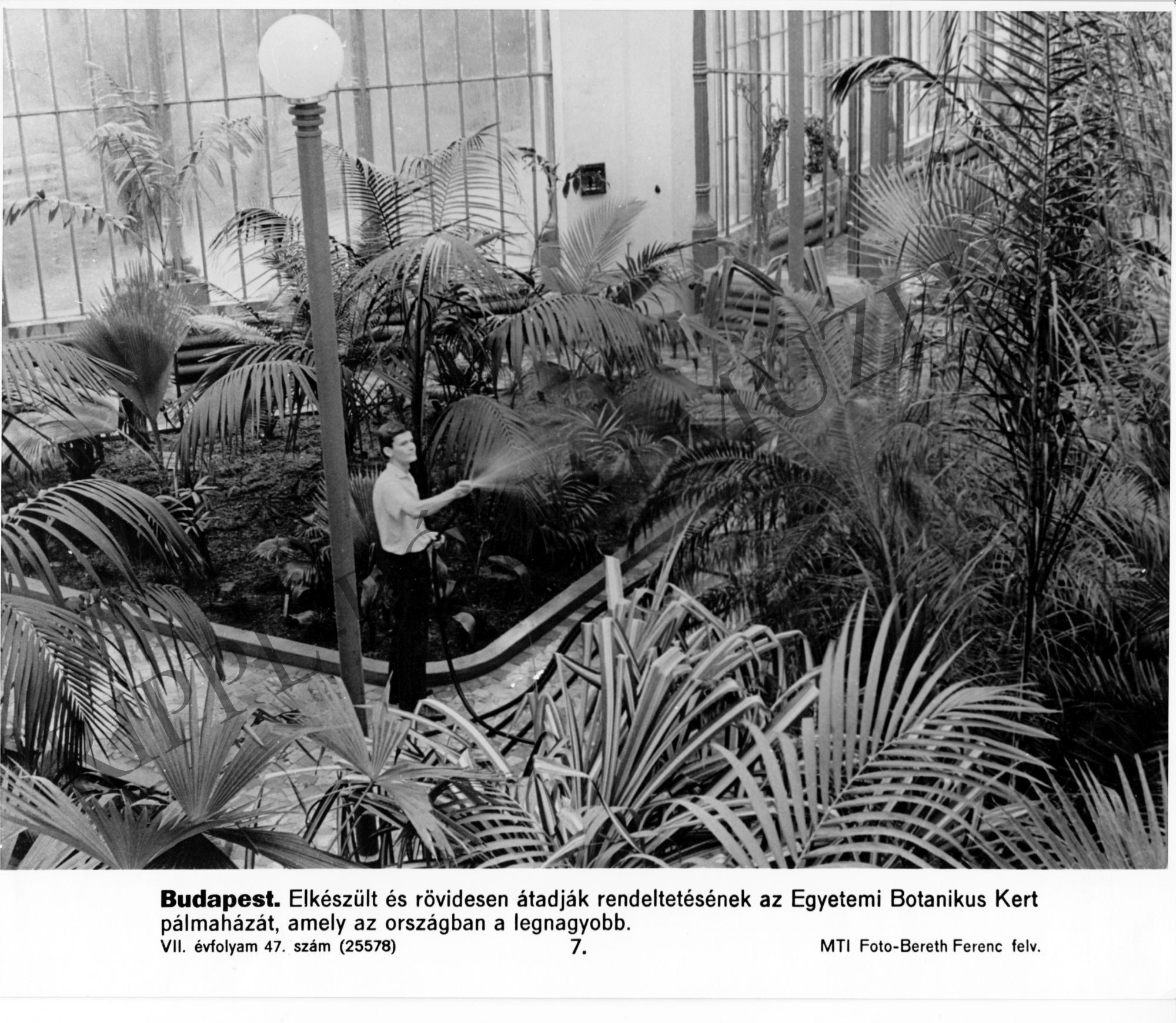 Az Egyetemi Botanikus Kert pálmaháza (Rippl-Rónai Múzeum CC BY-NC-SA)