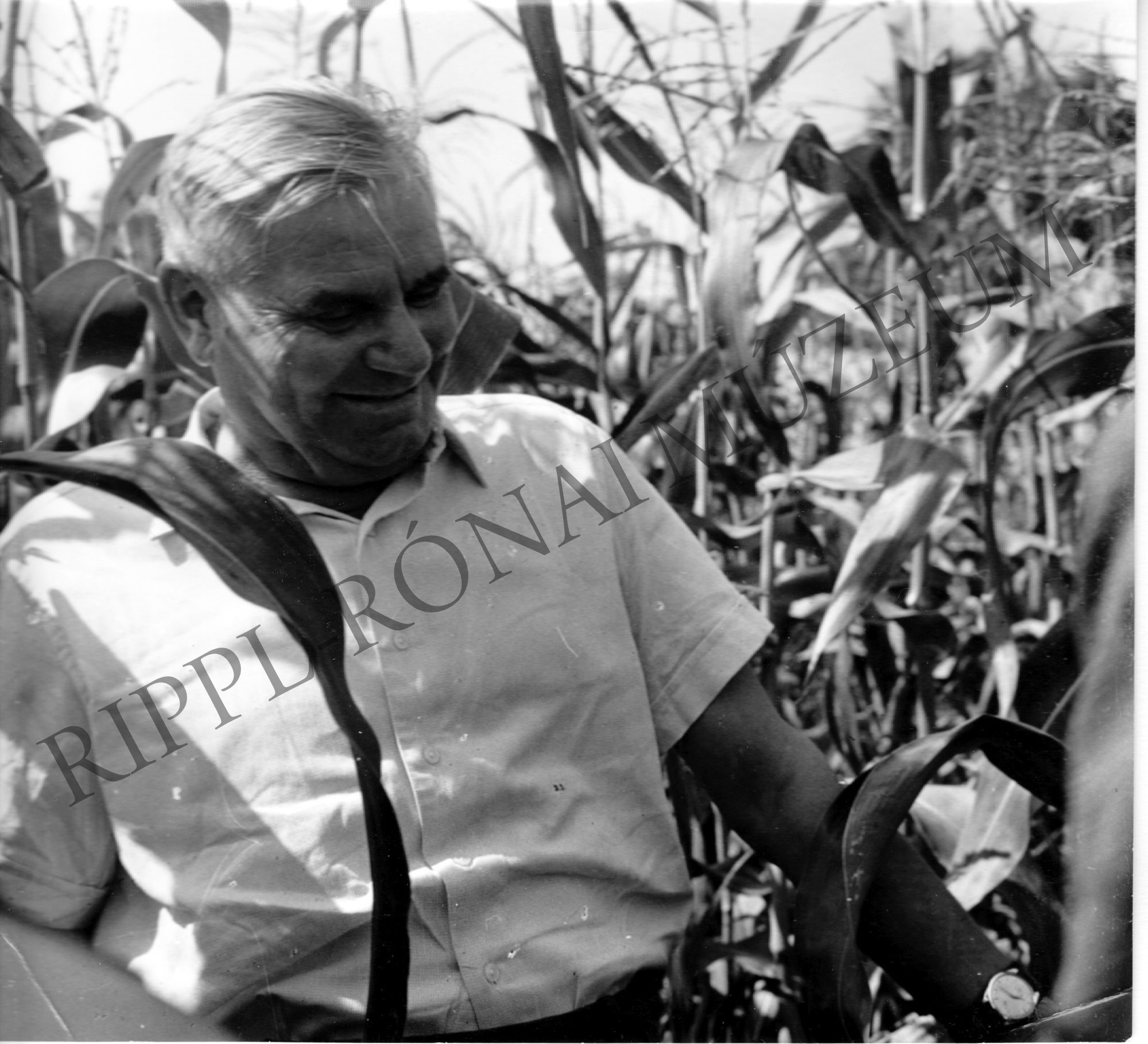 Dobi István a határban a kukoricást szemlélve (Rippl-Rónai Múzeum CC BY-NC-SA)