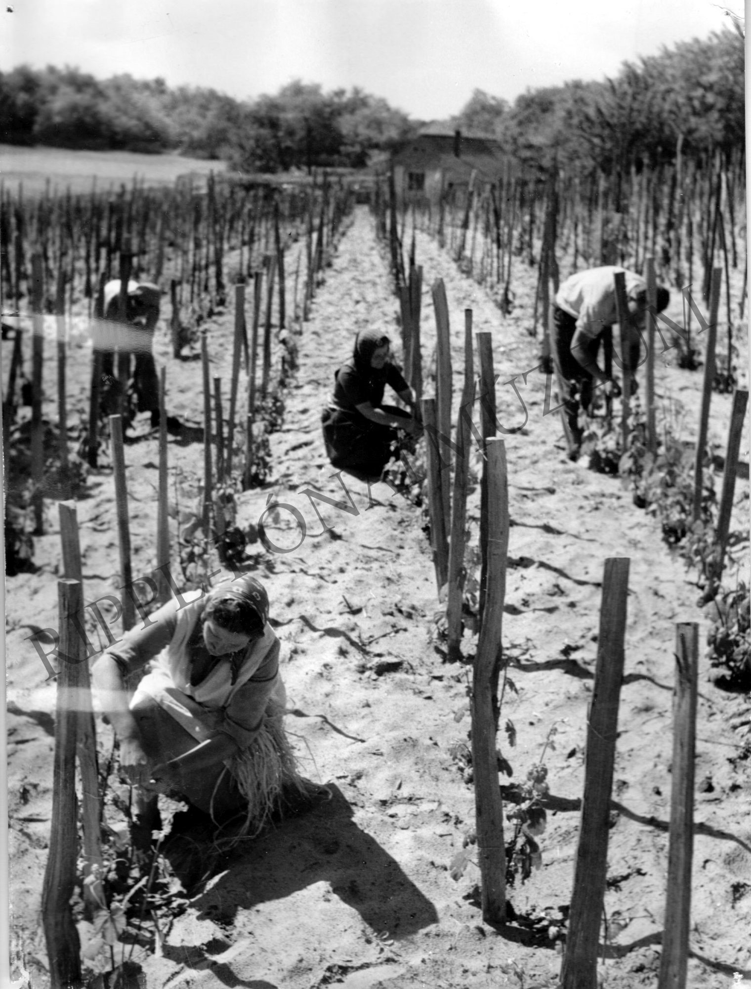 Kötözik a szőlőt a barcsi Vörös Csillag Tsz-ben (Rippl-Rónai Múzeum CC BY-NC-SA)