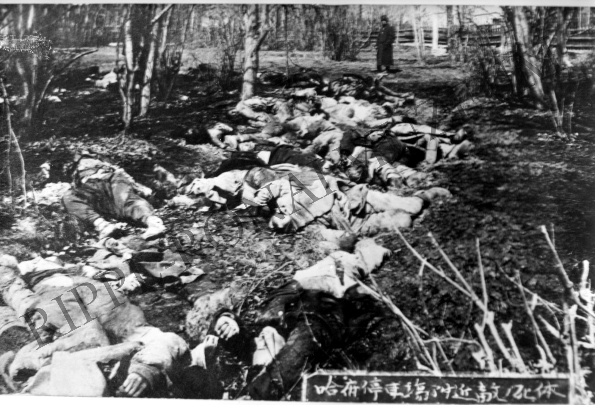 Orosz halottak a hadifogolykórház előtti cserjésben, 1920. IV. 6. (Rippl-Rónai Múzeum CC BY-NC-SA)