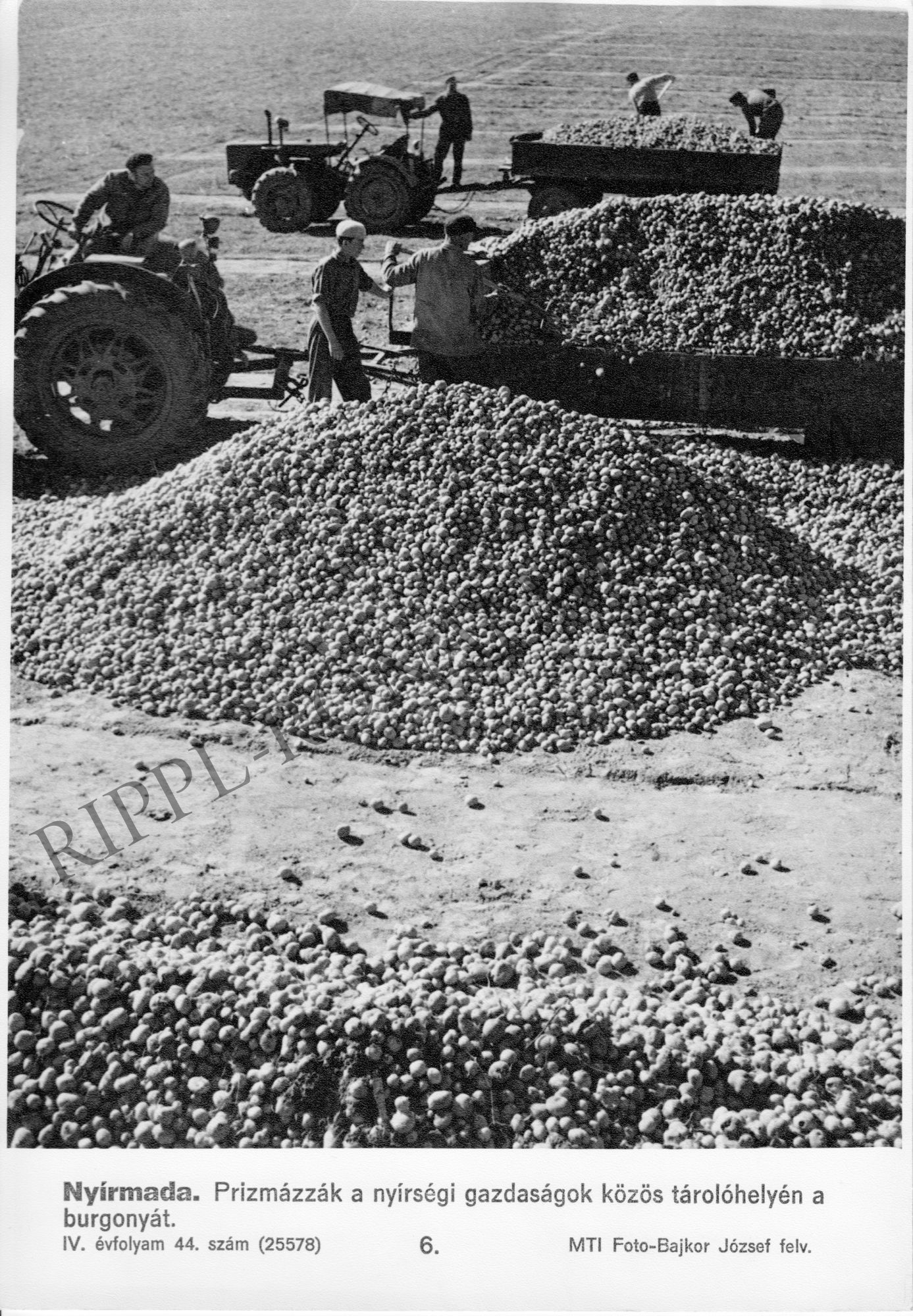 Prizmázzák a burgonyát (Rippl-Rónai Múzeum CC BY-NC-SA)