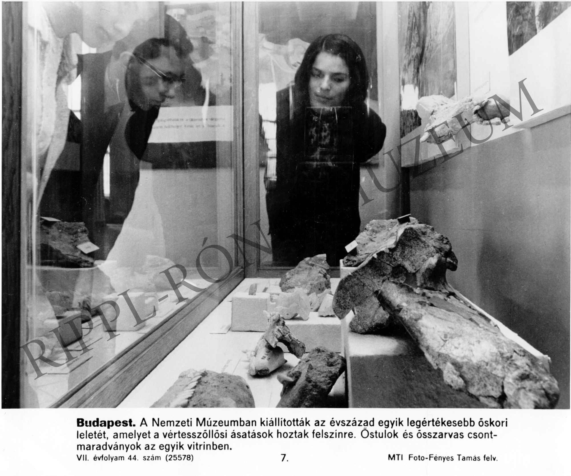 Részlet a Nemzeti Múzeum kiállításából. A vértesszőllősi ásatások ősállat csontleletei (Rippl-Rónai Múzeum CC BY-NC-SA)