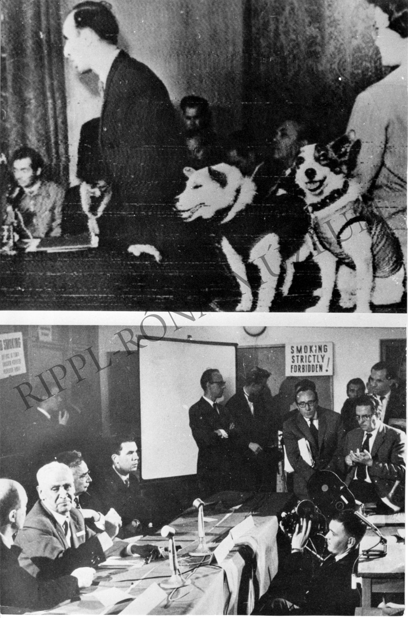 Sztrelka és Belka a világűr kutyái sajtófogadáson (Rippl-Rónai Múzeum CC BY-NC-SA)