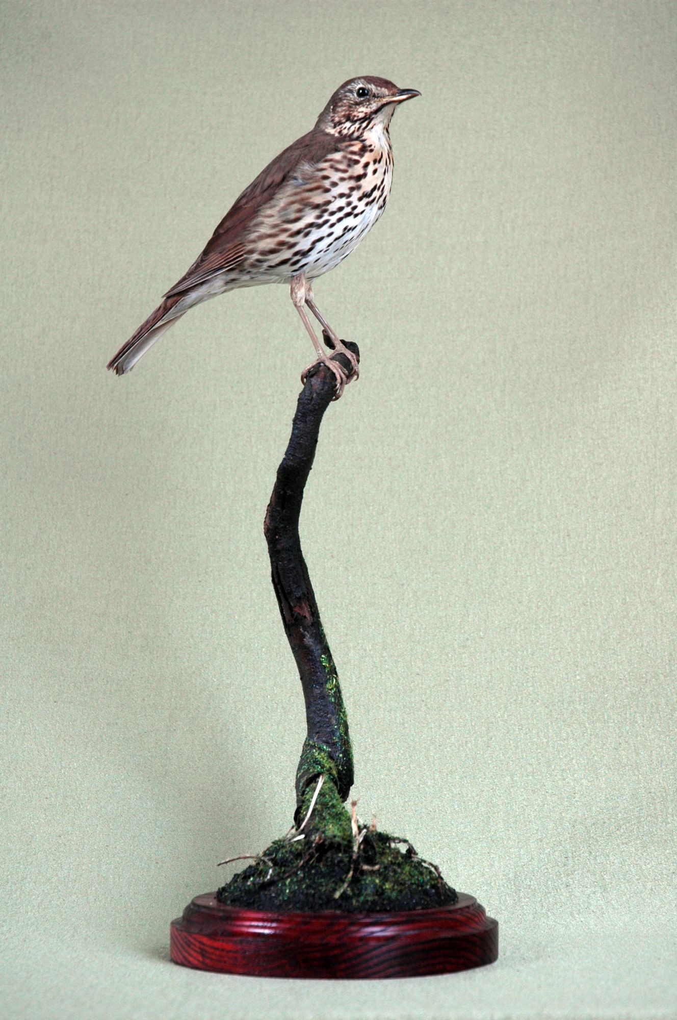 Énekes rigó turdus philomelos (Rippl-Rónai Múzeum CC BY-NC-SA)