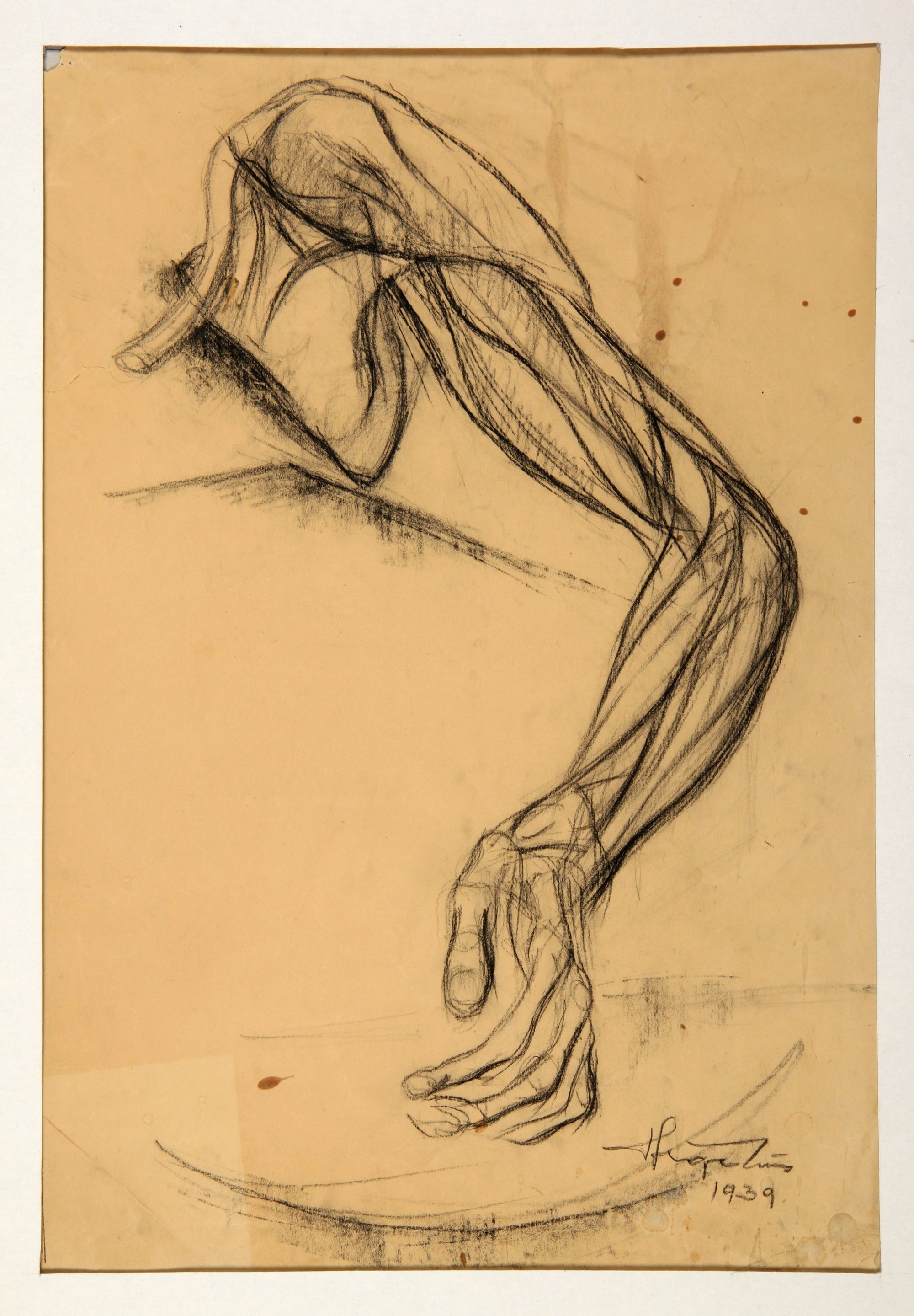 Anatómiai rajz (264) (Rippl-Rónai Múzeum CC BY-NC-SA)