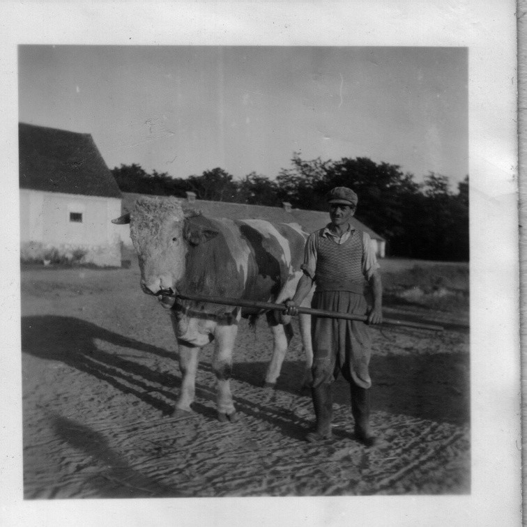 Az Állami Gazdaság bikáját viszik itatni (Rippl-Rónai Múzeum CC BY-NC-ND)