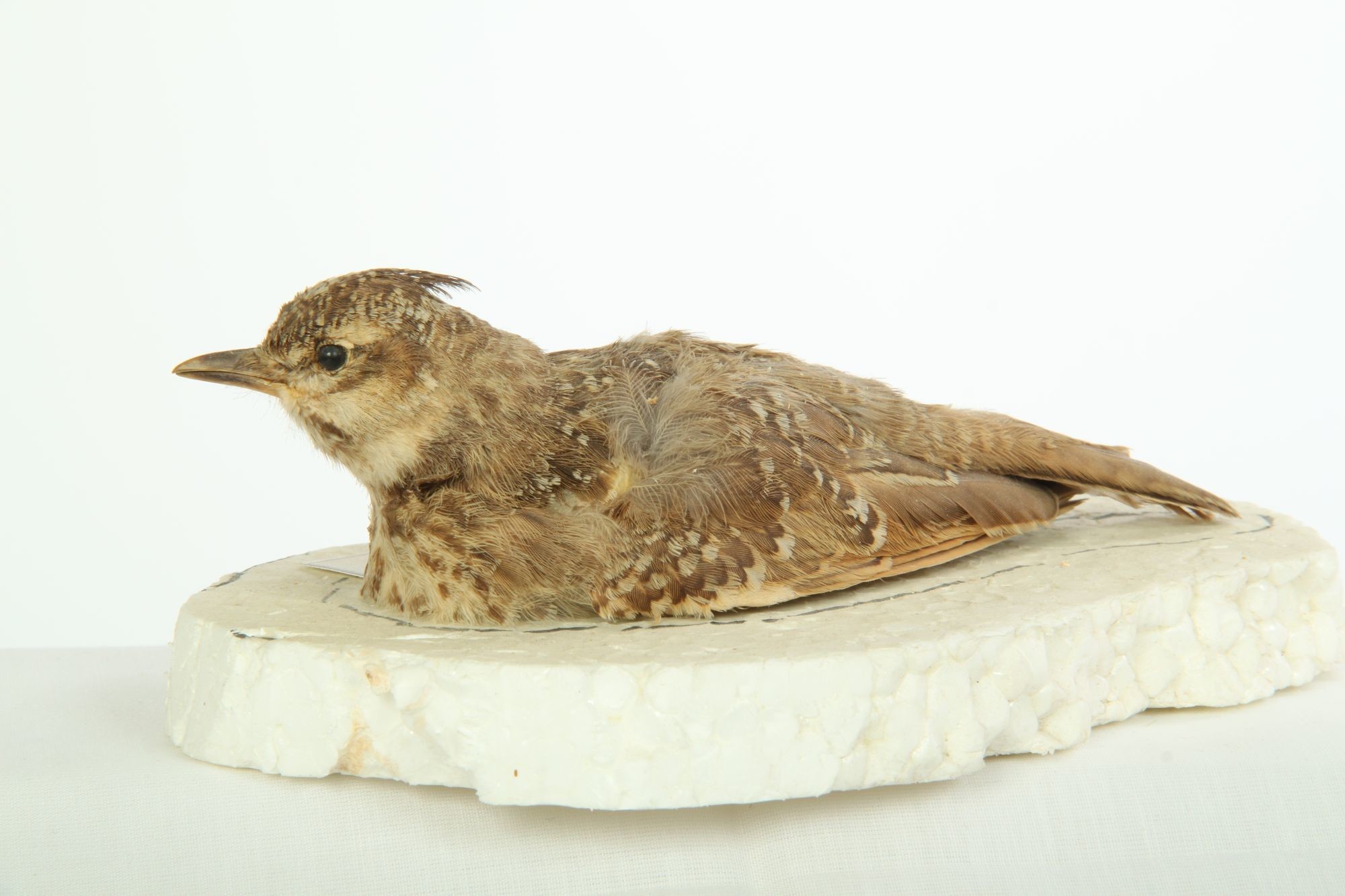 Búbos pacsirta galerida cristata (Rippl-Rónai Múzeum CC BY-NC-SA)