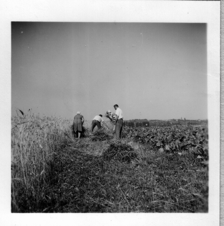 Búza aratása. Egy család munkája rend vágás, marok-szedés, kéve kötés (Rippl-Rónai Múzeum CC BY-NC-ND)