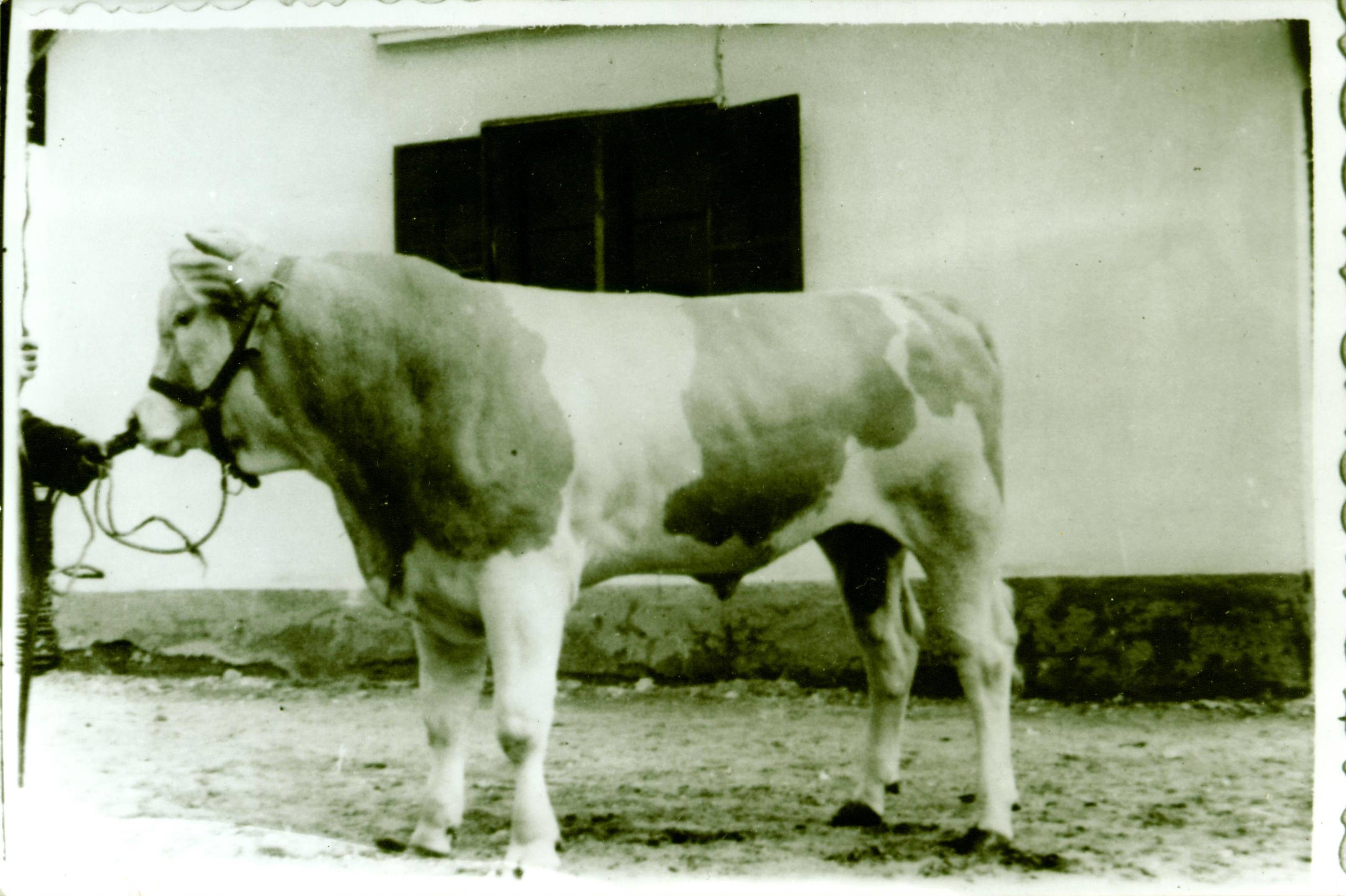 Csurgói bika az Országos Mezőgazdasági Kiállításon (Rippl-Rónai Múzeum CC BY-NC-ND)