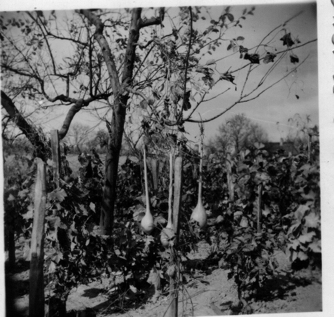 Fára futtatott lopótökök a szőlőben (Rippl-Rónai Múzeum CC BY-NC-ND)