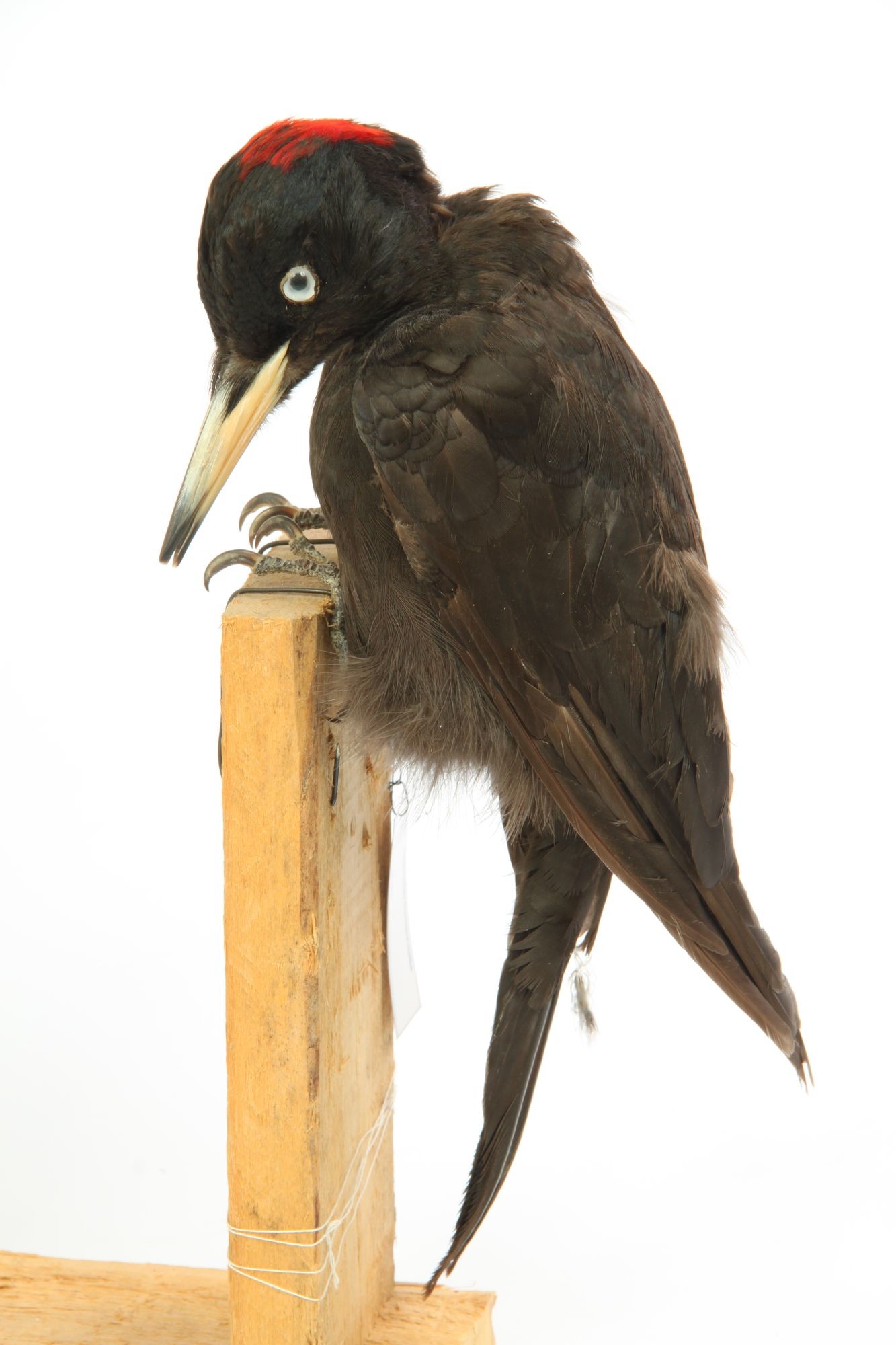 Fekete harkály dryocopus martius (Rippl-Rónai Múzeum CC BY-NC-SA)